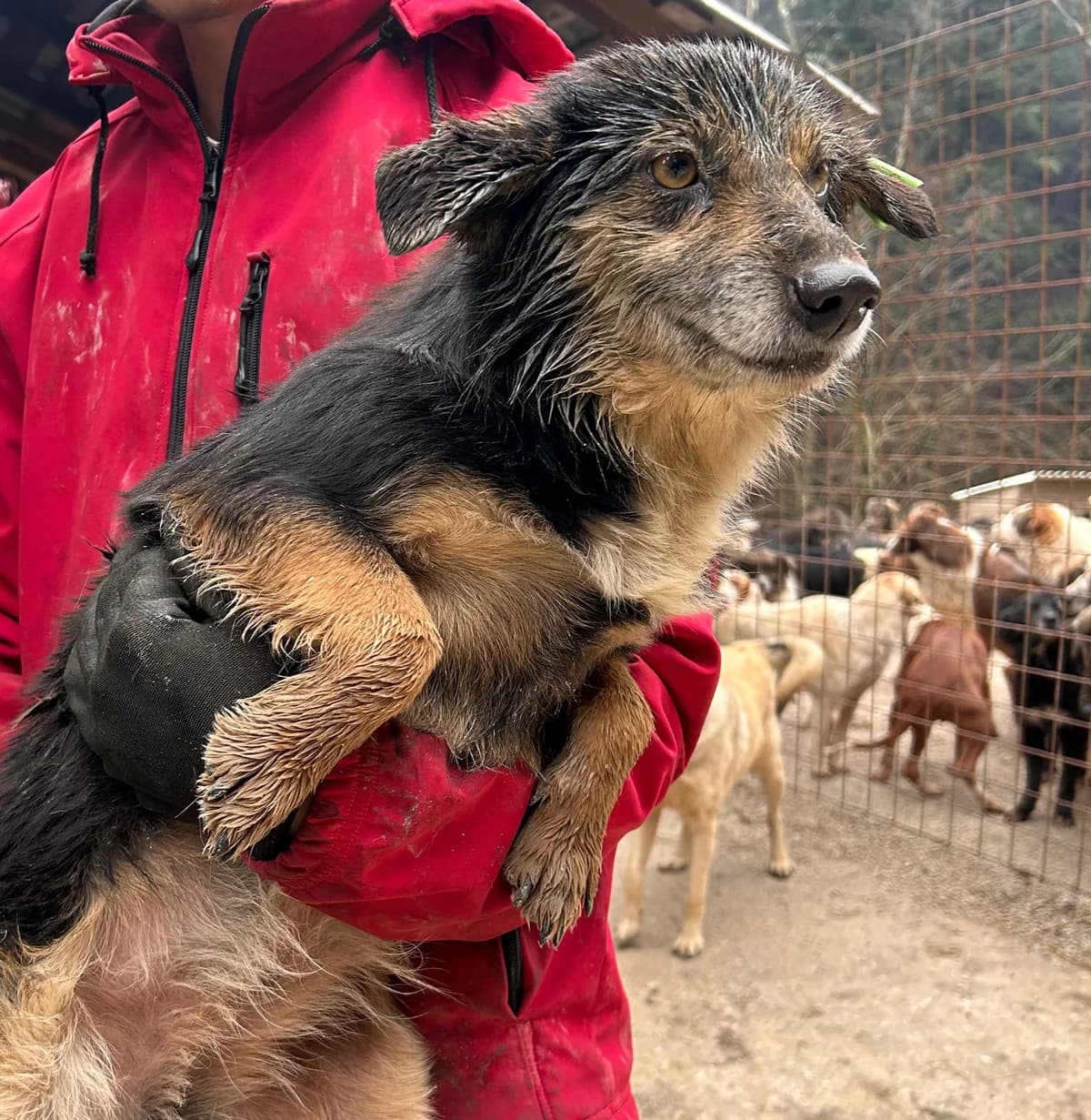 Lina, Mixed Breed for adoption at Save the Dogs BiH, Jajce