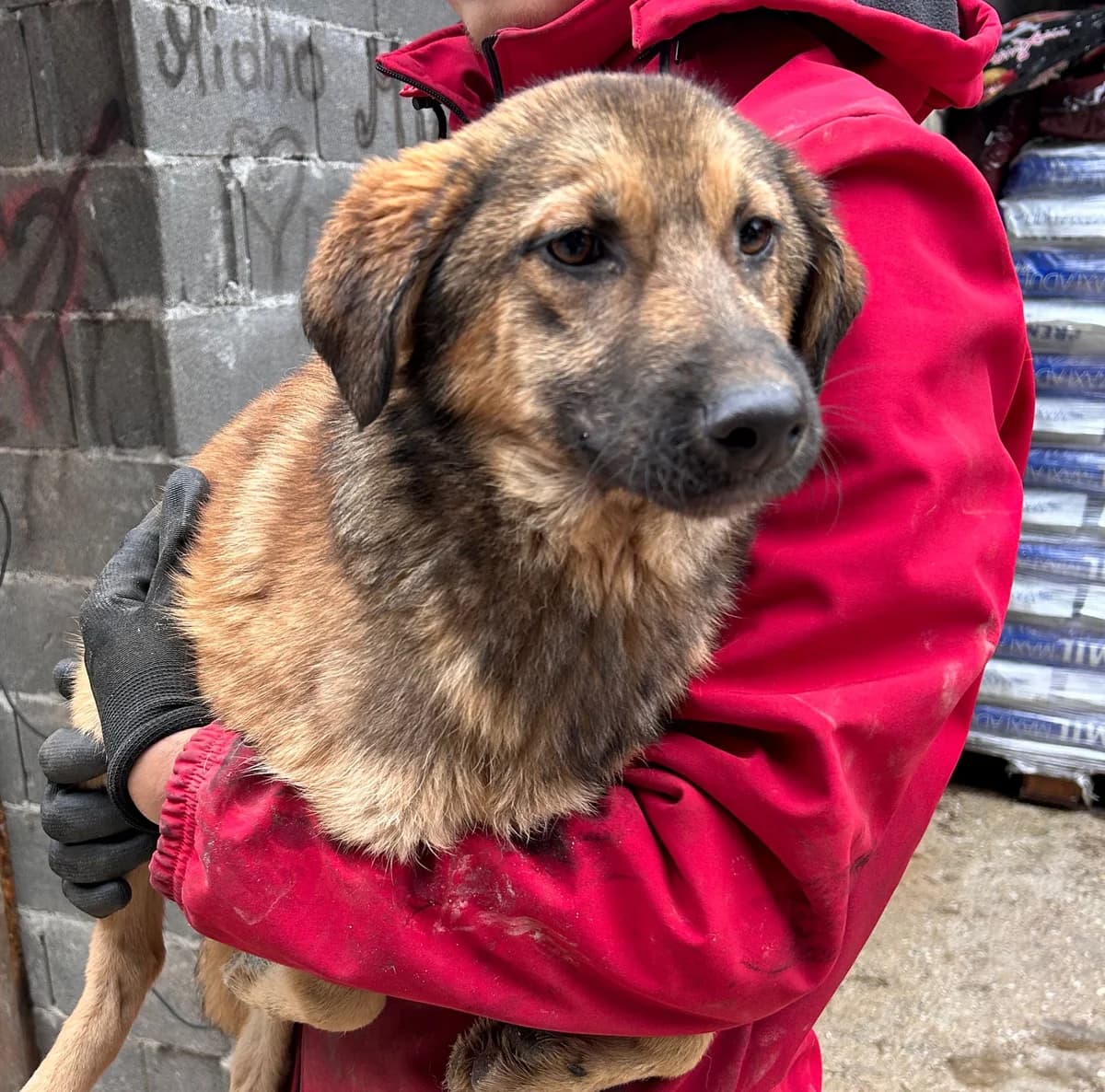 Frieda, Mixed Breed for adoption at Save the Dogs BiH, Jajce