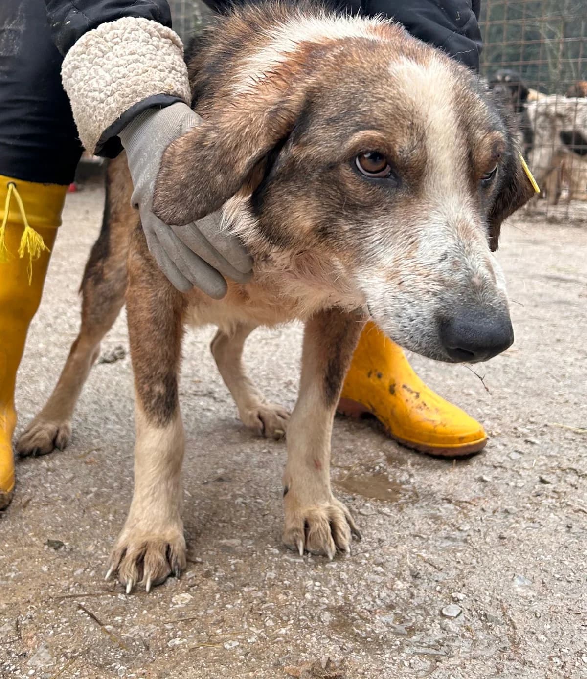 Bruno, Mixed Breed for adoption at Save the Dogs BiH, Jajce