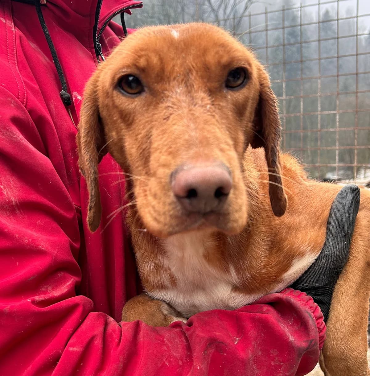 RemΓ©ny, Mixed Breed for adoption at Save the Dogs BiH, Jajce