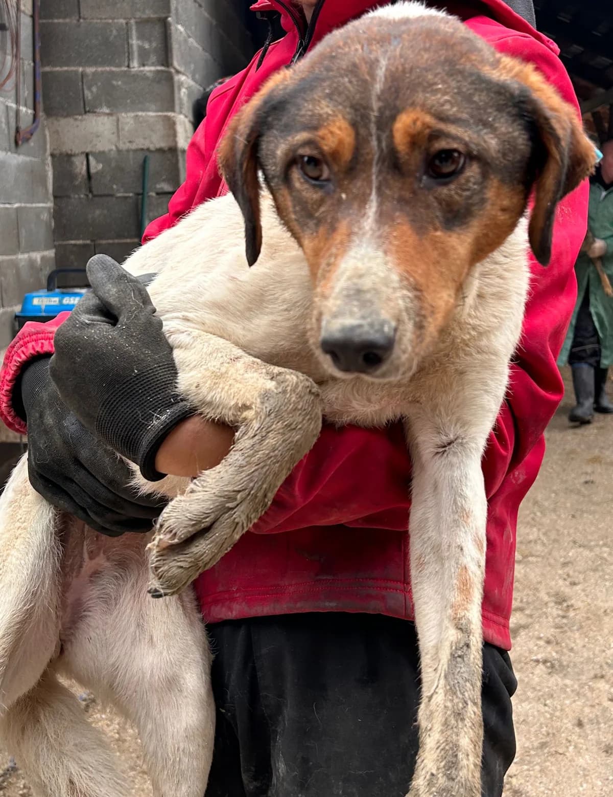 Ruby, Mixed Breed for adoption at Save the Dogs BiH, Jajce