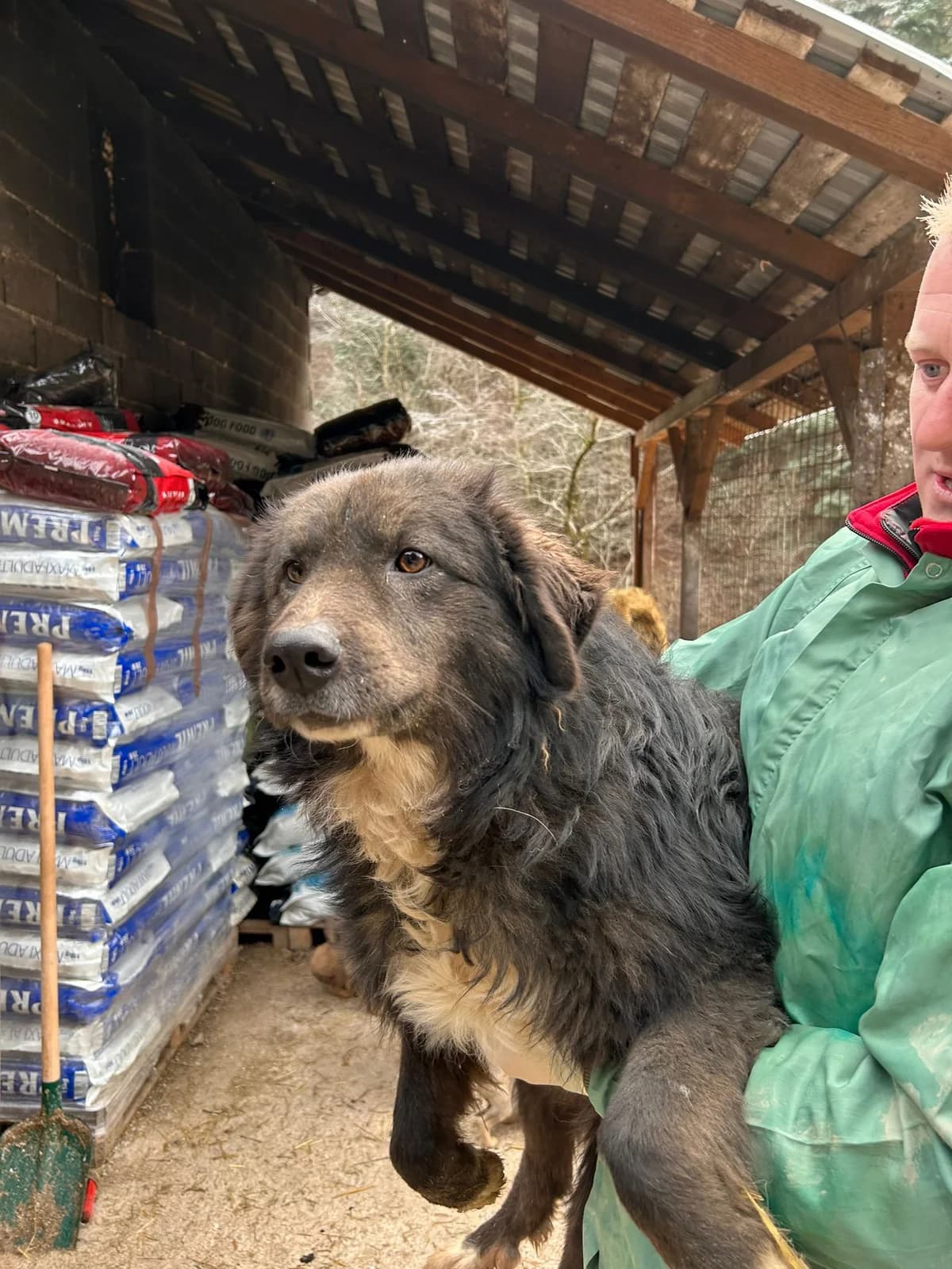 Nala, Mixed Breed for adoption at Save the Dogs BiH, Jajce