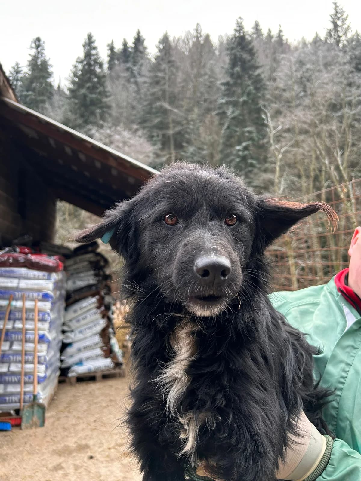 Merle, Mixed Breed for adoption at Save the Dogs BiH, Jajce