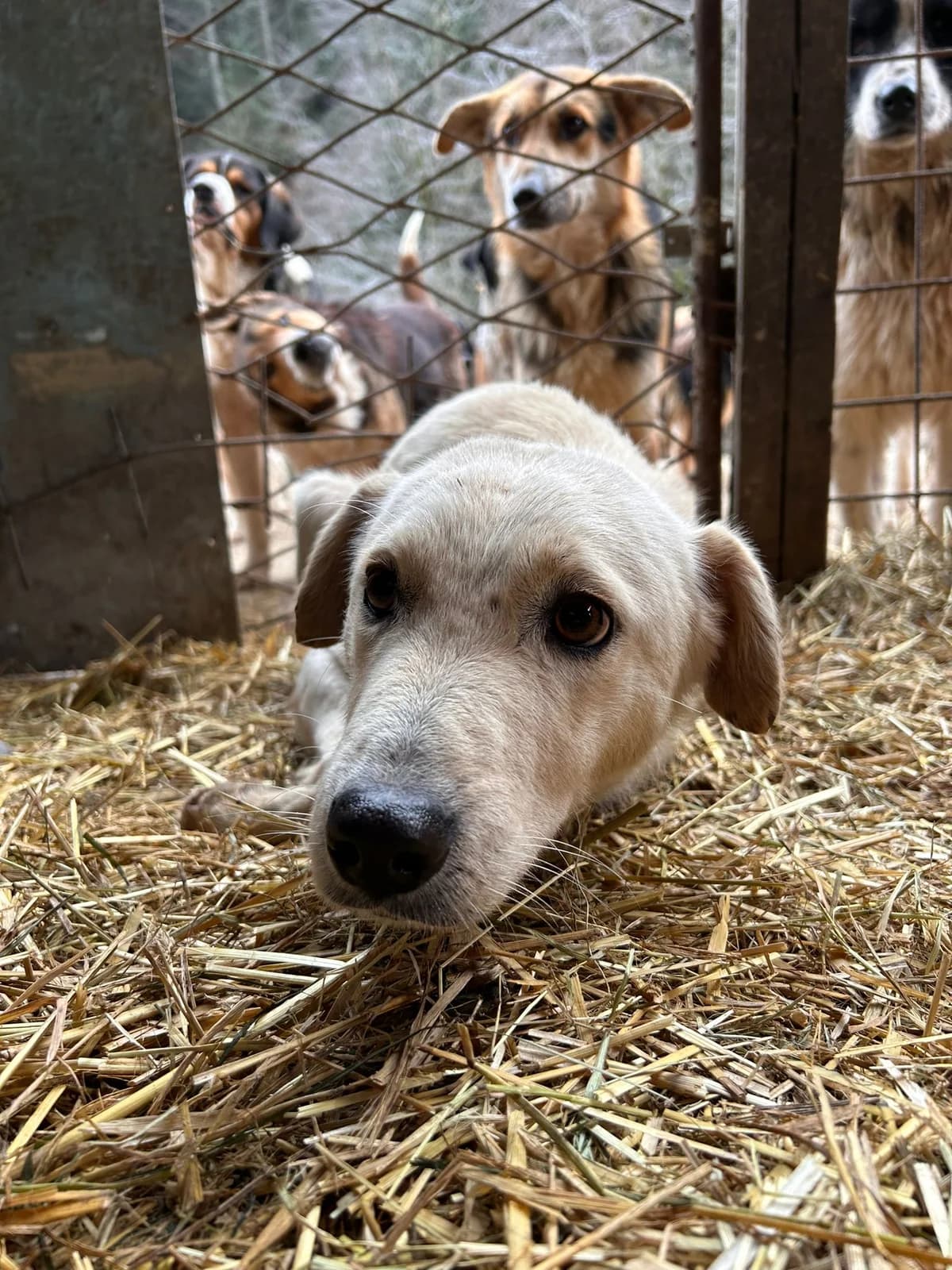 Mila, Mixed Breed for adoption at Save the Dogs BiH, Jajce