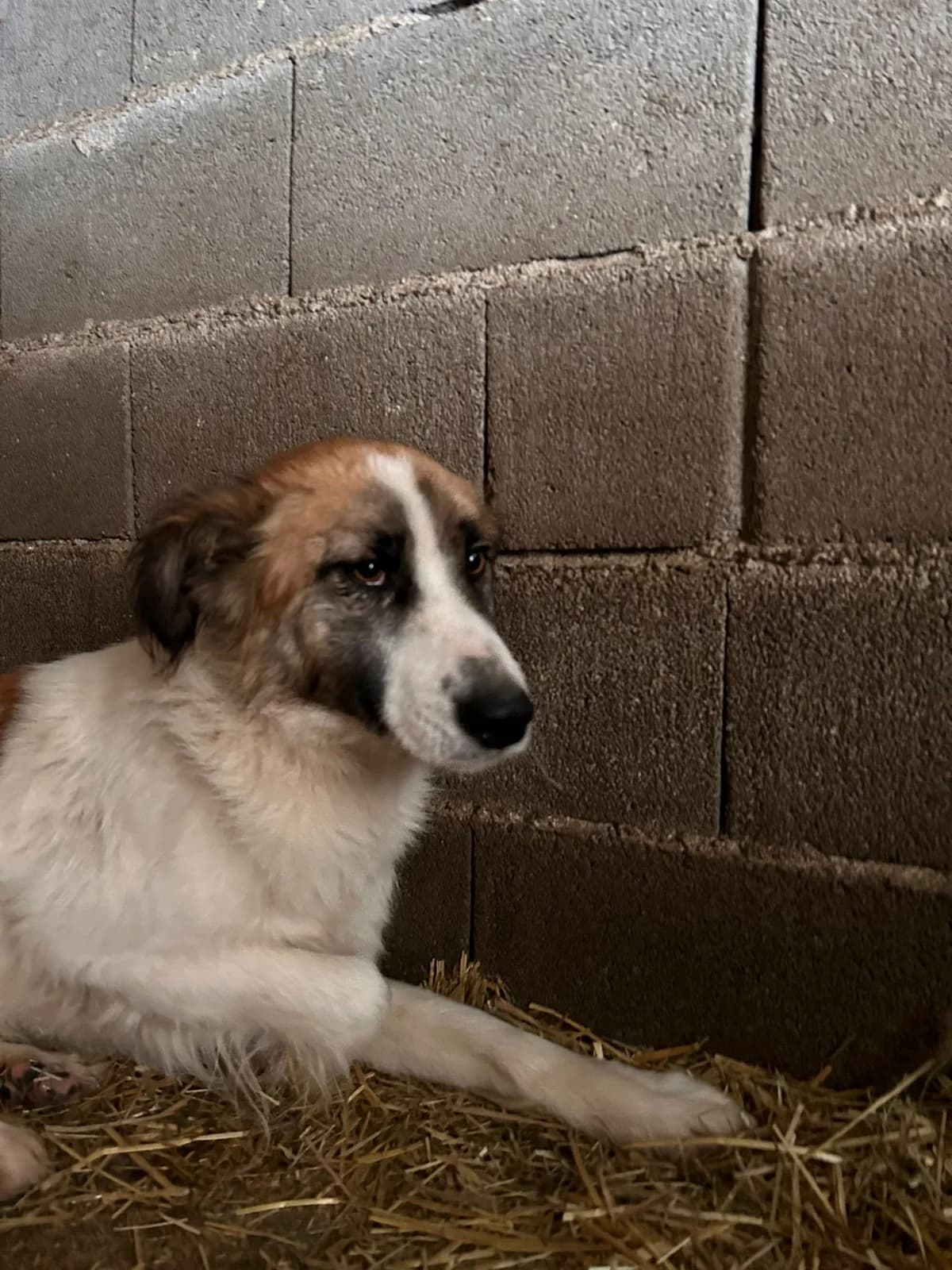 Eddie, Mixed Breed for adoption at Save the Dogs BiH, Jajce