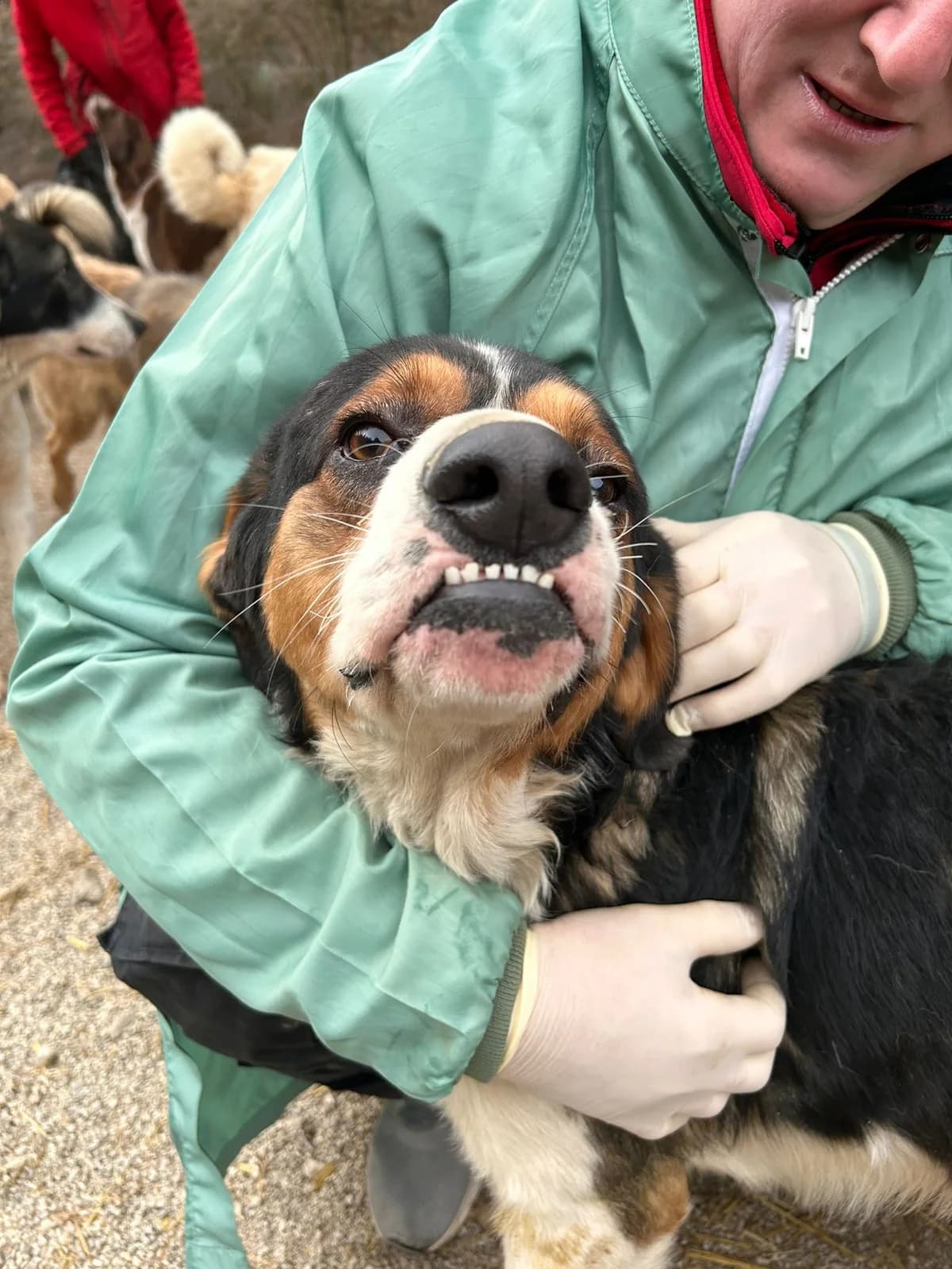 Lenny, Mixed Breed for adoption at Save the Dogs BiH, Jajce