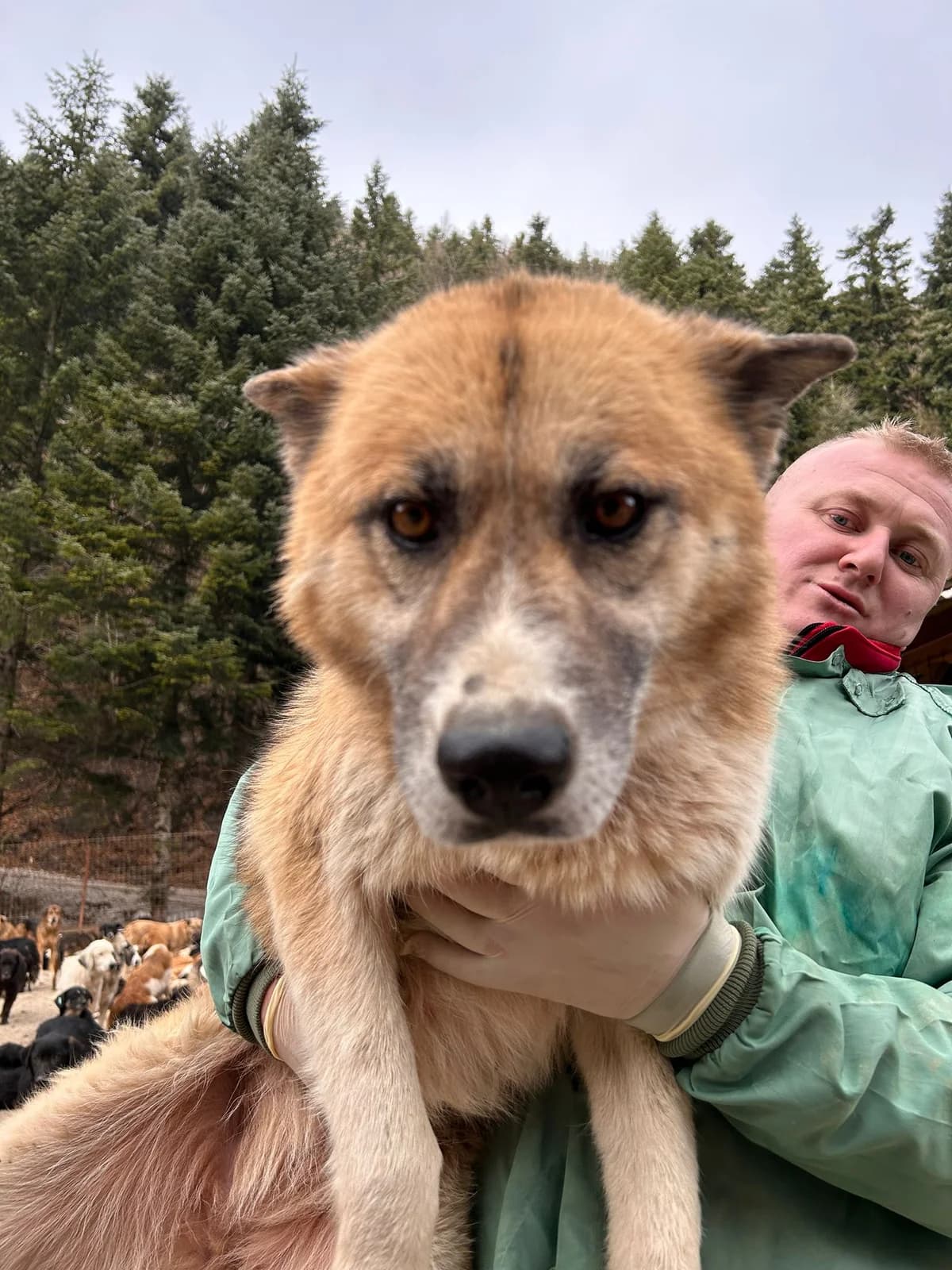 Juna, Mixed Breed for adoption at Save the Dogs BiH, Jajce