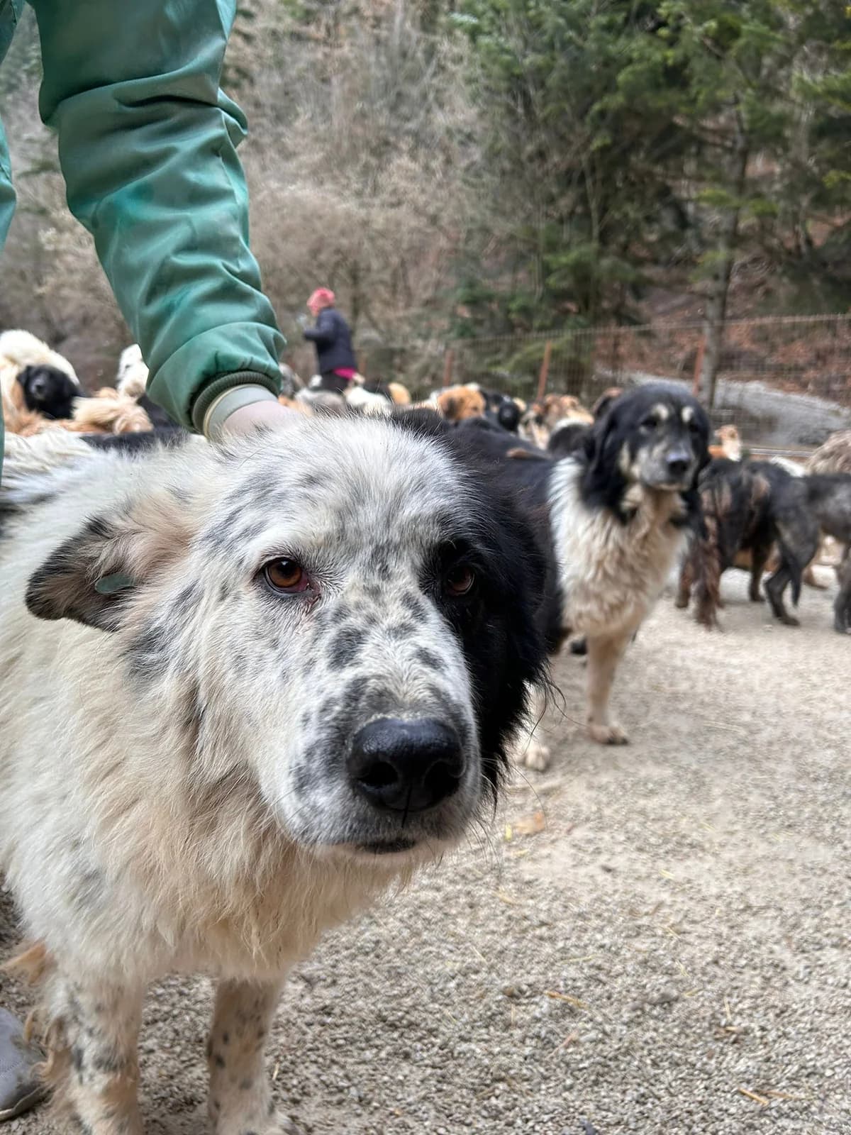 Jaxen, Mixed Breed for adoption at Save the Dogs BiH, Jajce