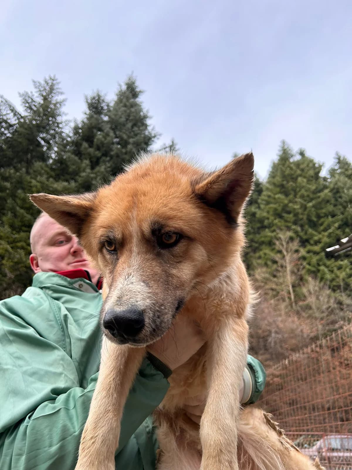 Okami, Mixed Breed for adoption at Save the Dogs BiH, Jajce