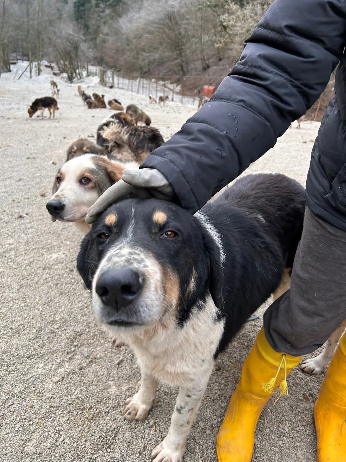 Gaga, Mixed Breed for adoption at Save the Dogs BiH, Jajce