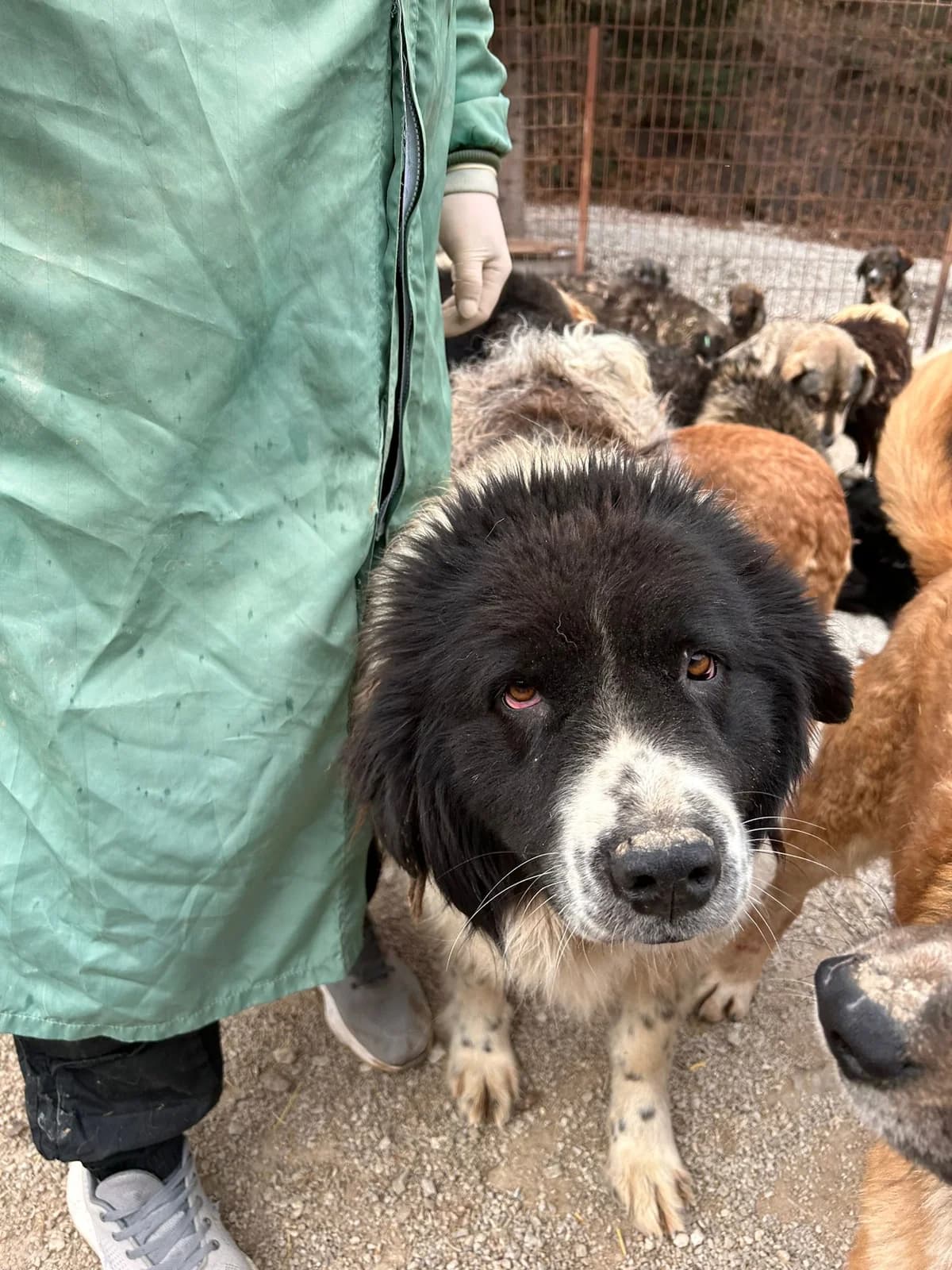Snooky, Mixed Breed for adoption at Save the Dogs BiH, Jajce