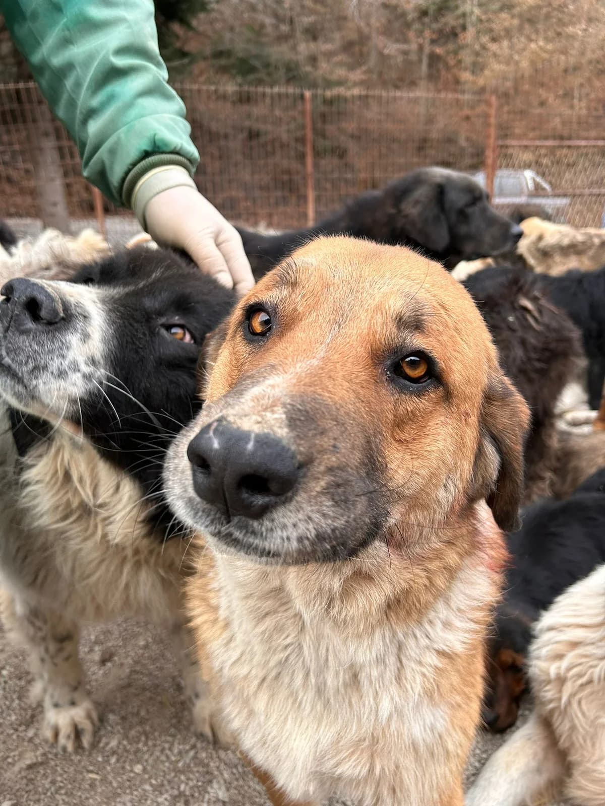 Bumblebee, Mixed Breed for adoption at Save the Dogs BiH, Jajce