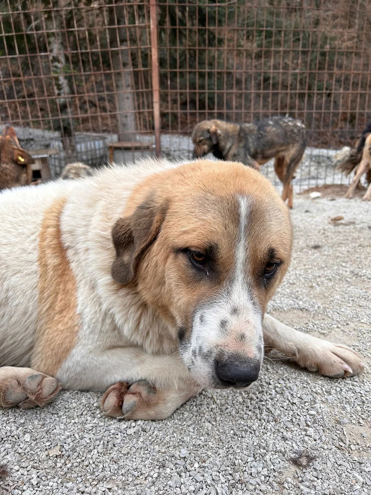Ryk, Mixed Breed for adoption at Save the Dogs BiH, Jajce
