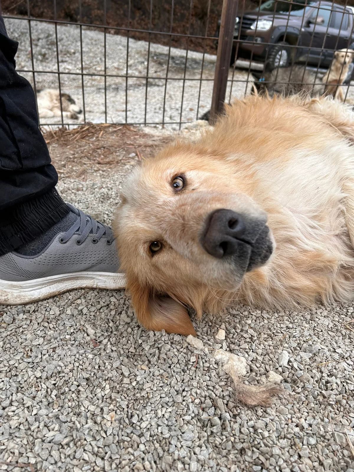 Hope, Mixed Breed for adoption at Save the Dogs BiH, Jajce