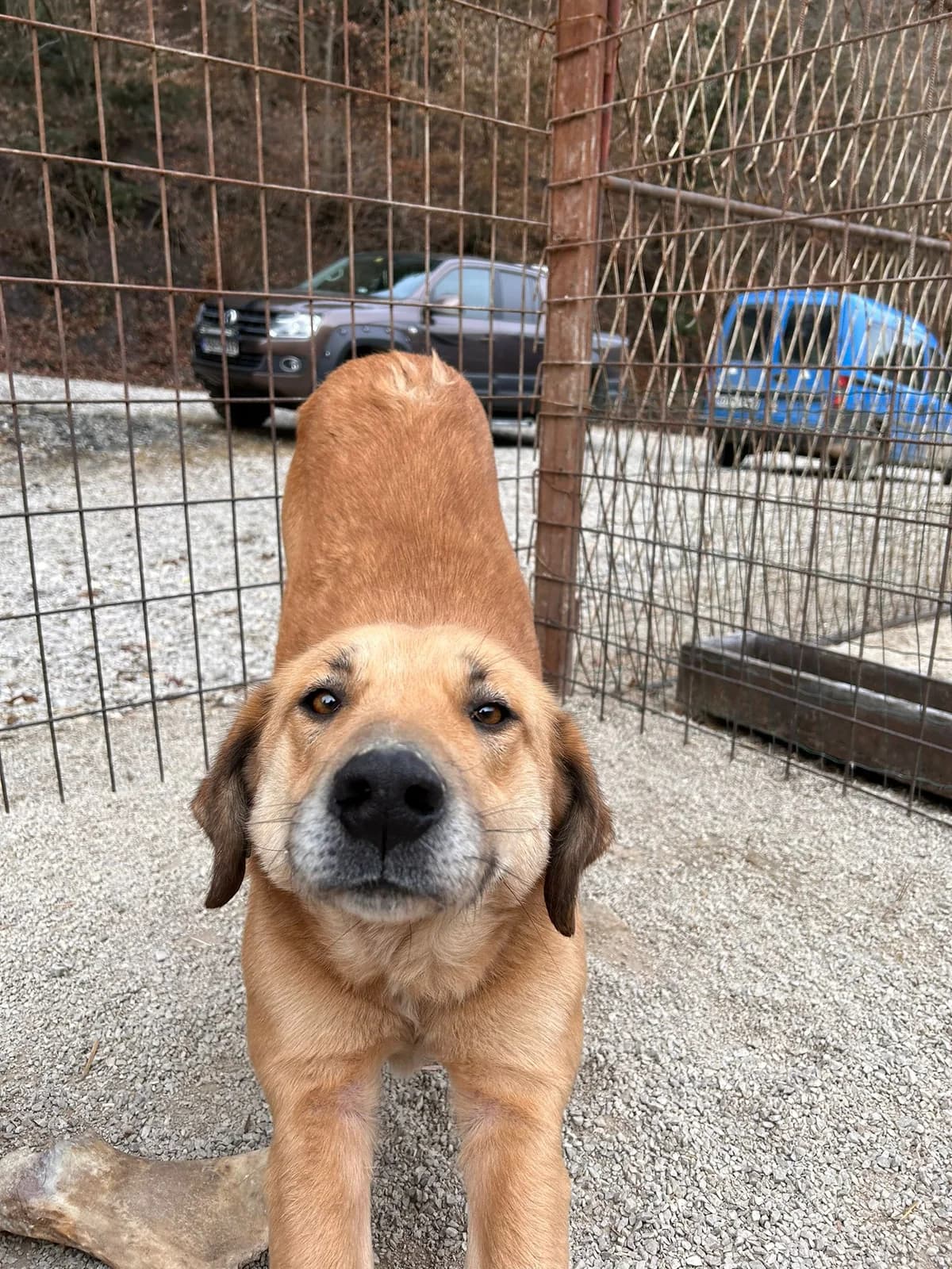 Balou, Mixed Breed for adoption at Save the Dogs BiH, Jajce