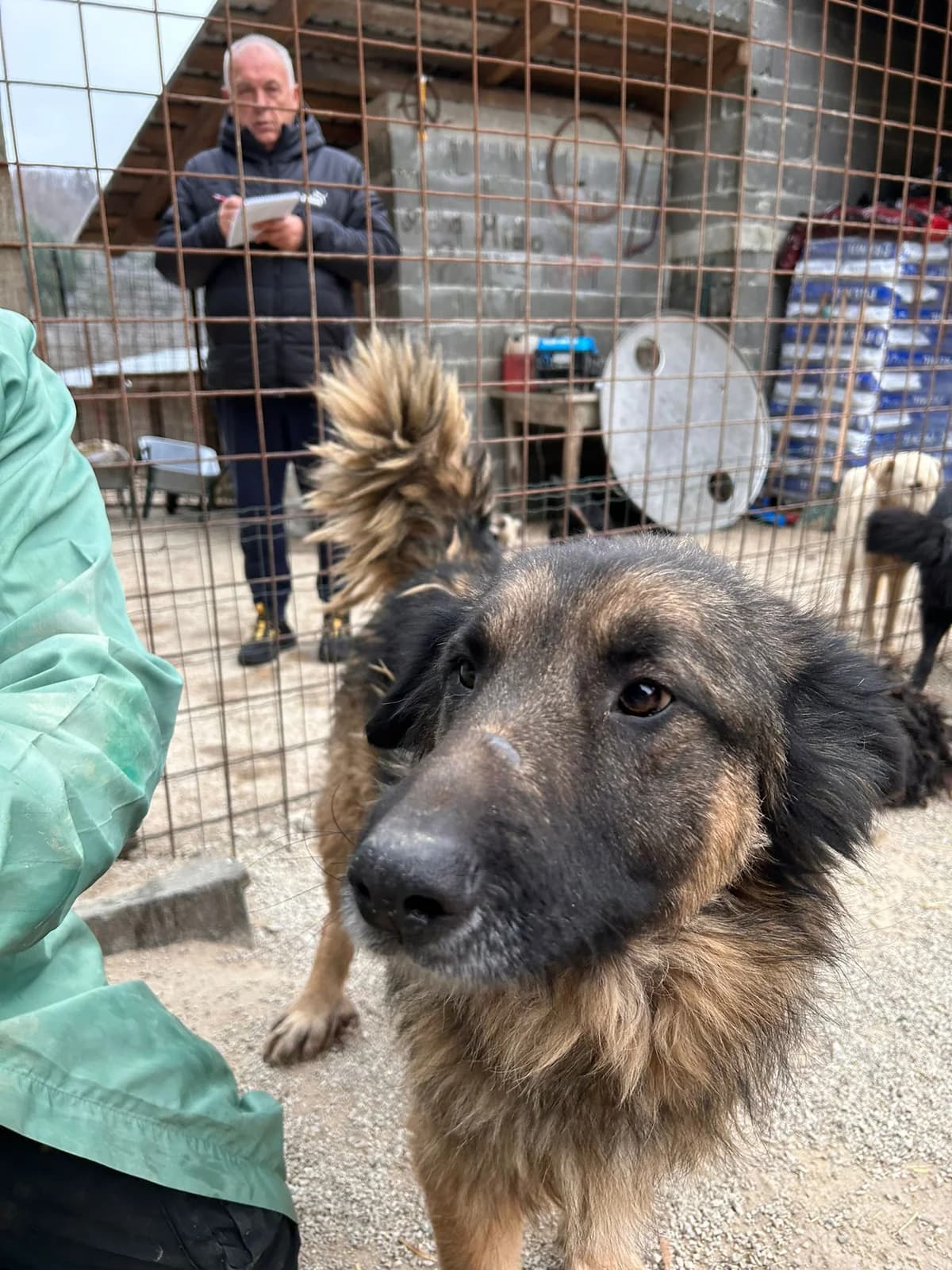 Bobby, Mixed Breed for adoption at Save the Dogs BiH, Jajce