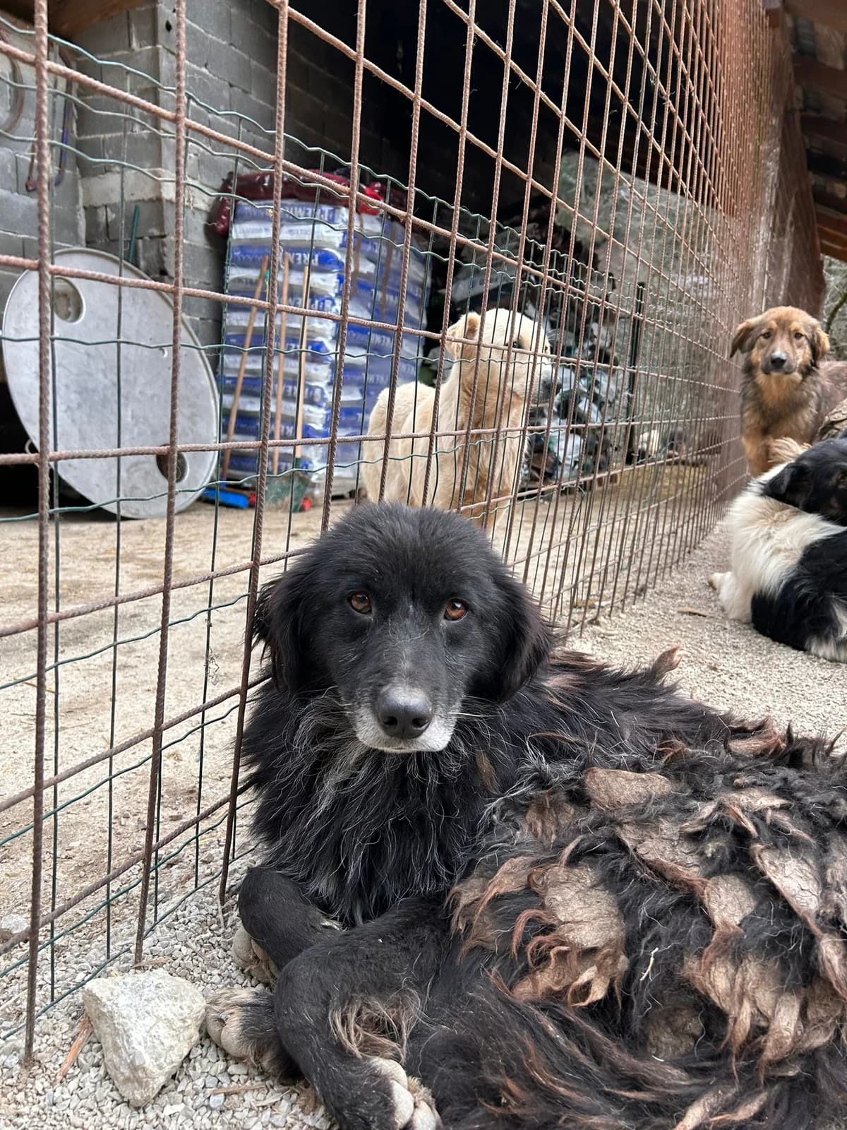 Carla, Mixed Breed for adoption at Save the Dogs BiH, Jajce