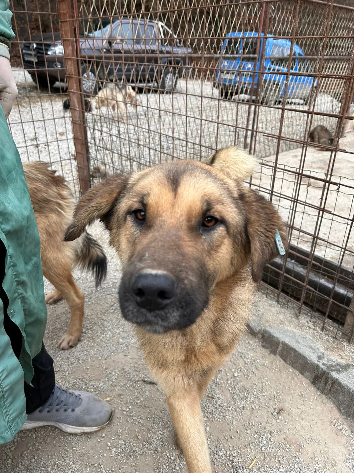 Luna, Mixed Breed for adoption at Save the Dogs BiH, Jajce