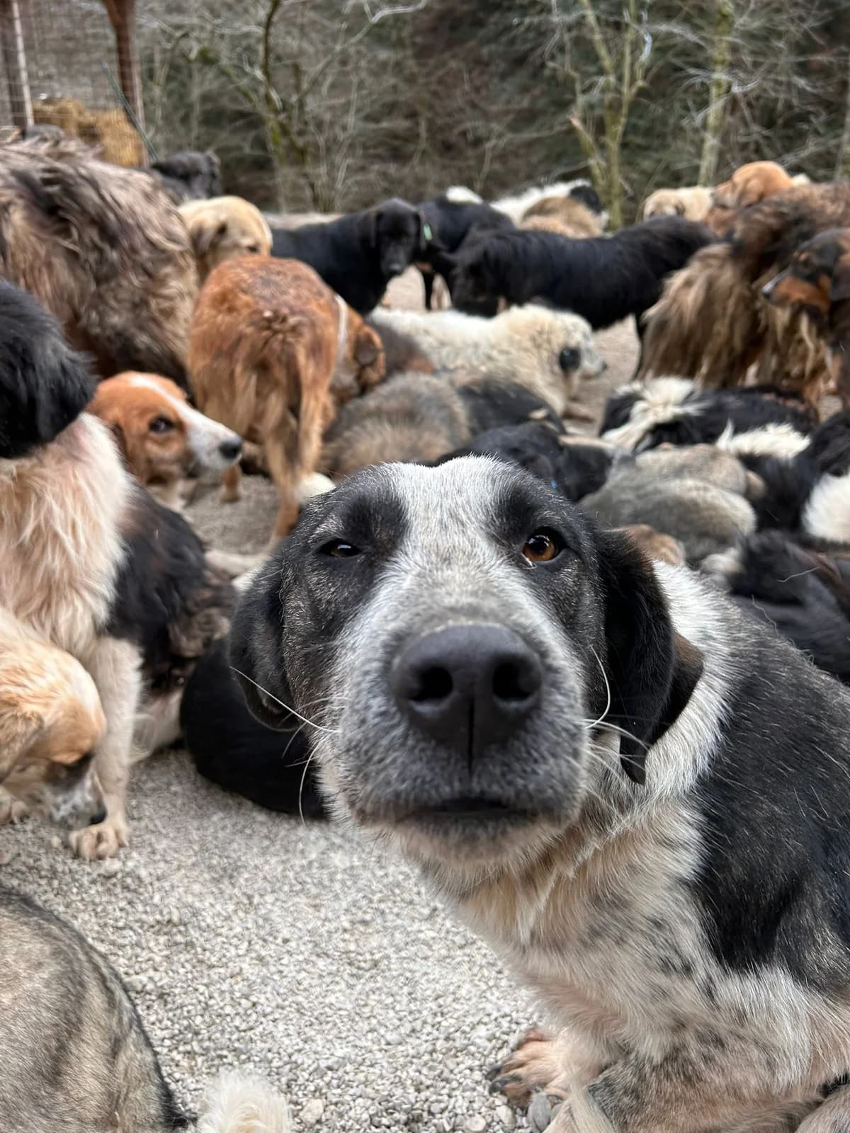 Margot, Mixed Breed for adoption at Save the Dogs BiH, Jajce