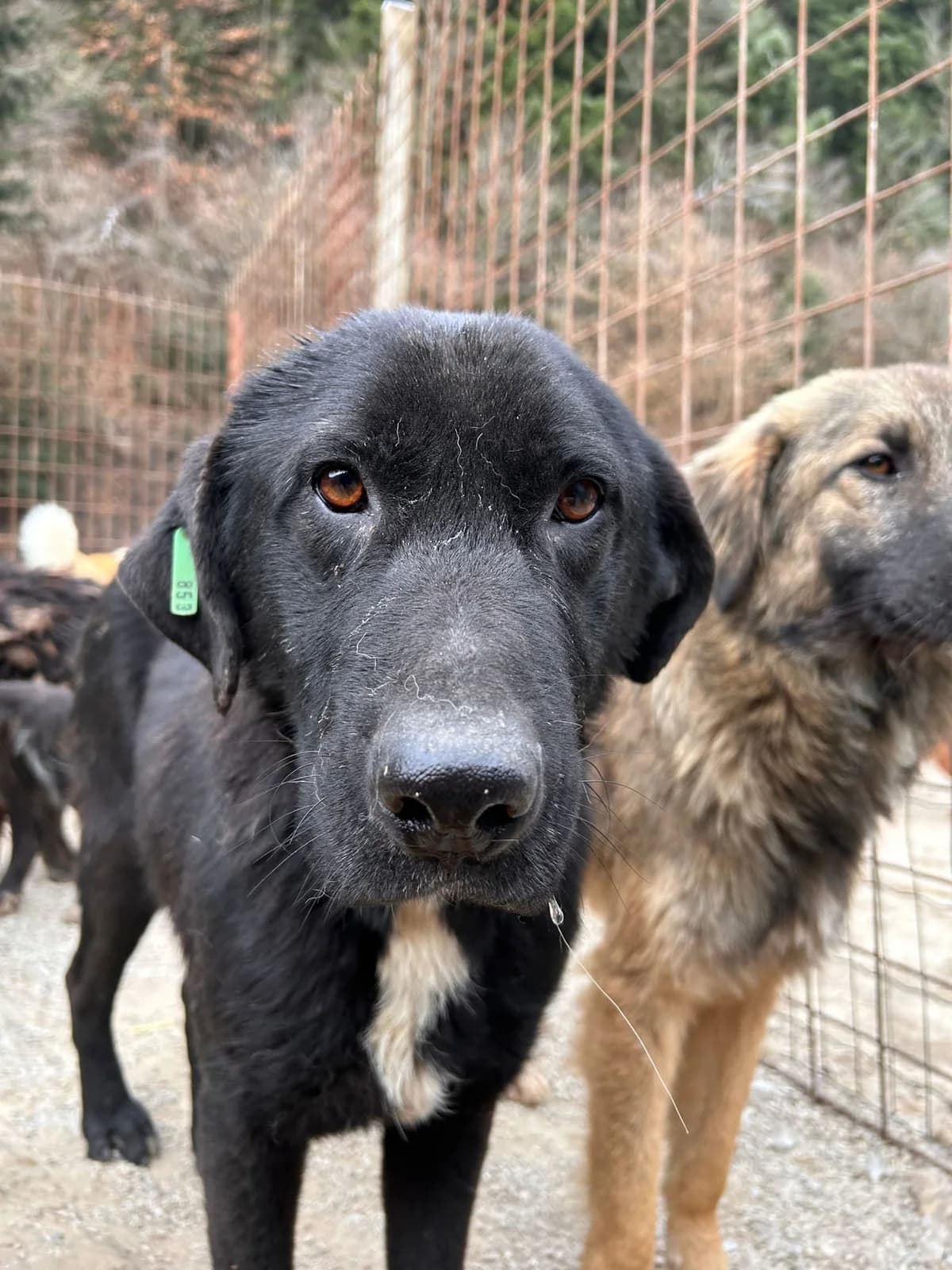 Kümmel, Mixed Breed for adoption at Save the Dogs BiH, Jajce
