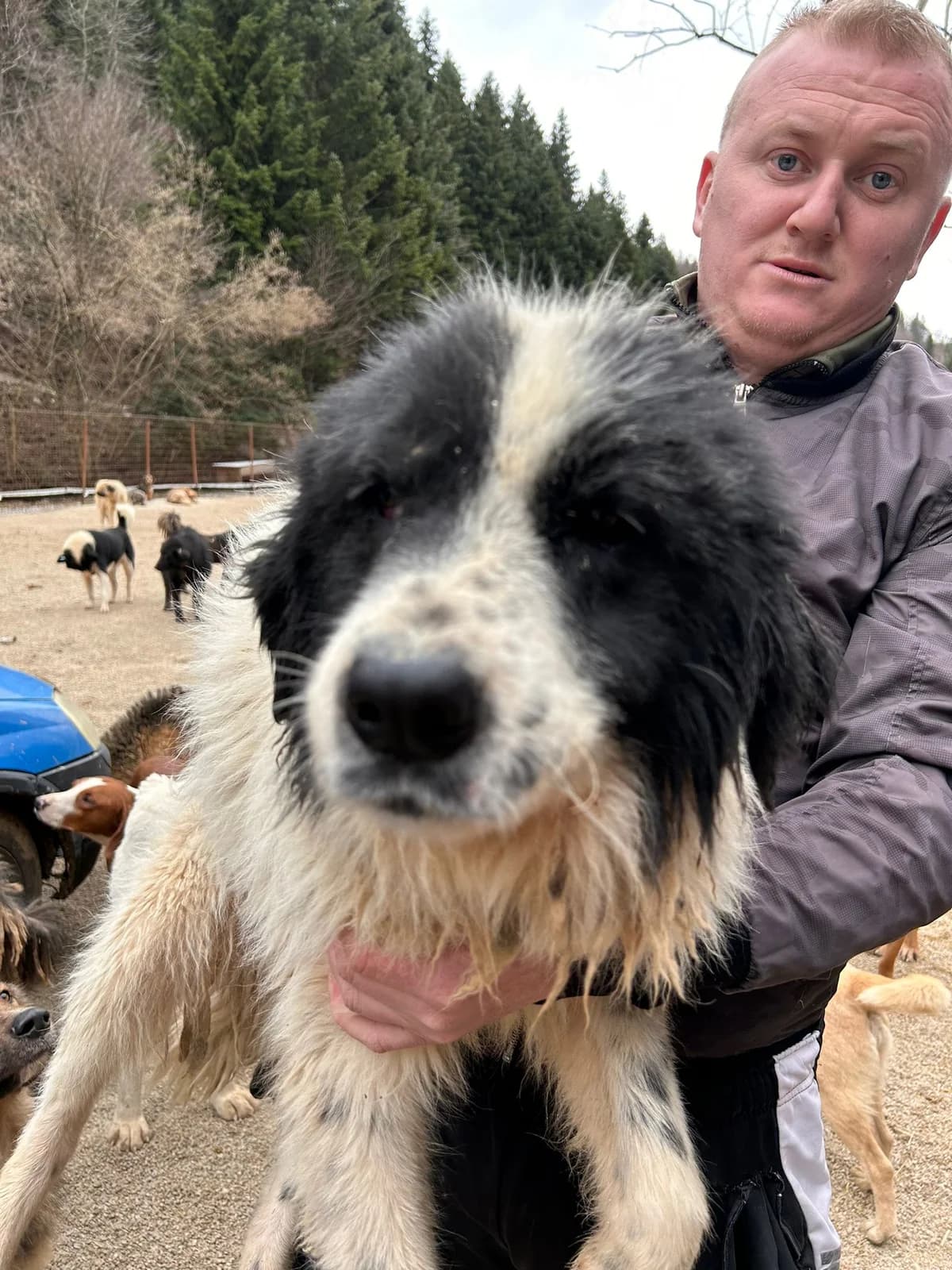 Muffin, Mixed Breed for adoption at Save the Dogs BiH, Jajce