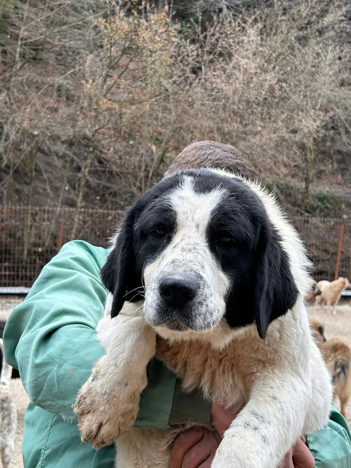Bimka, Mixed Breed for adoption at Save the Dogs BiH, Jajce