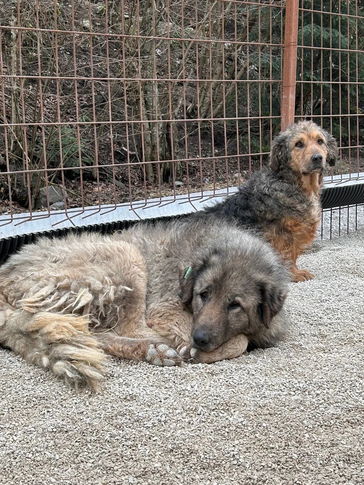 Sindri, Mixed Breed for adoption at Save the Dogs BiH, Jajce