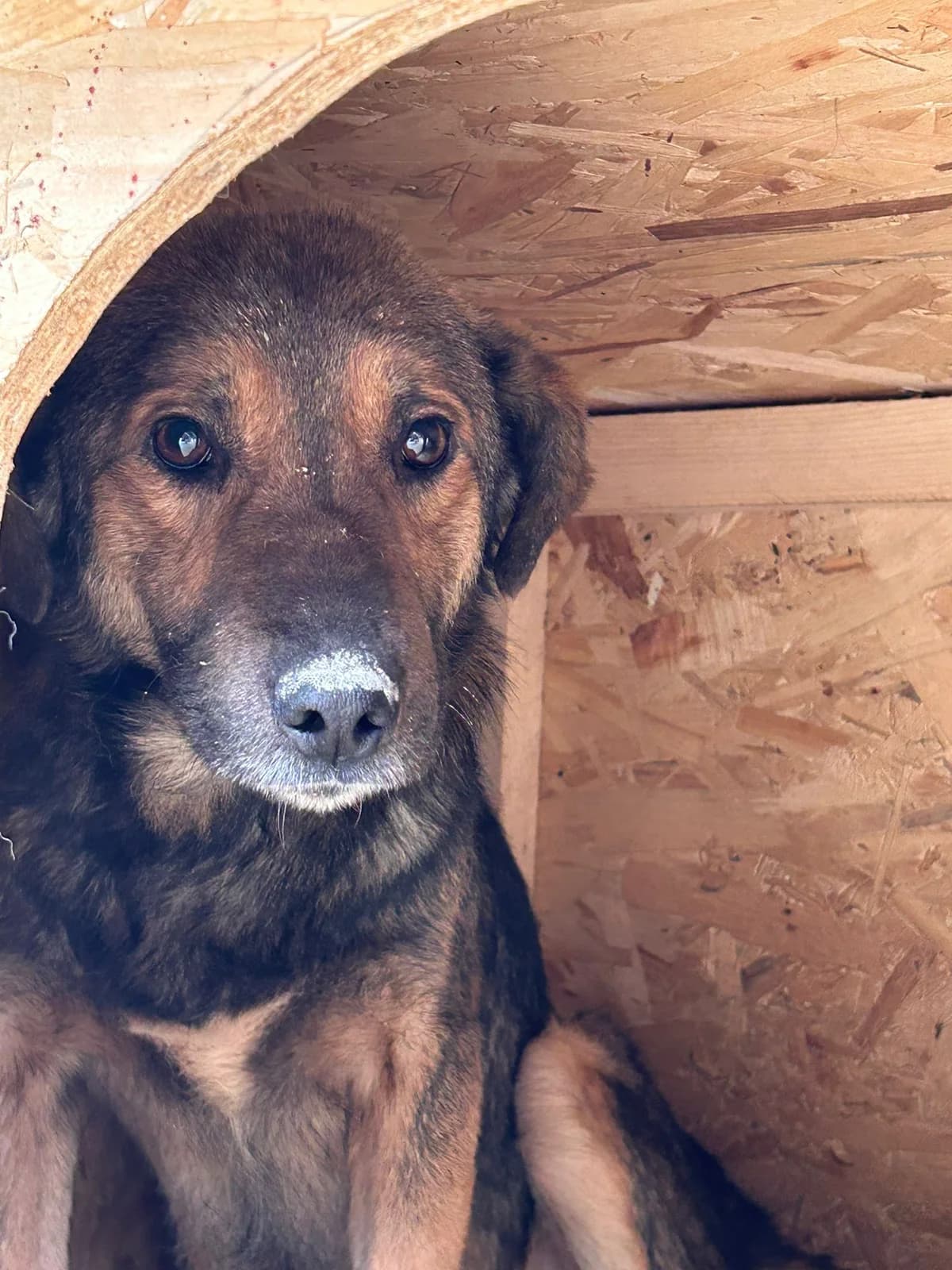 Tony, Mixed Breed for adoption at Save the Dogs BiH, Jajce