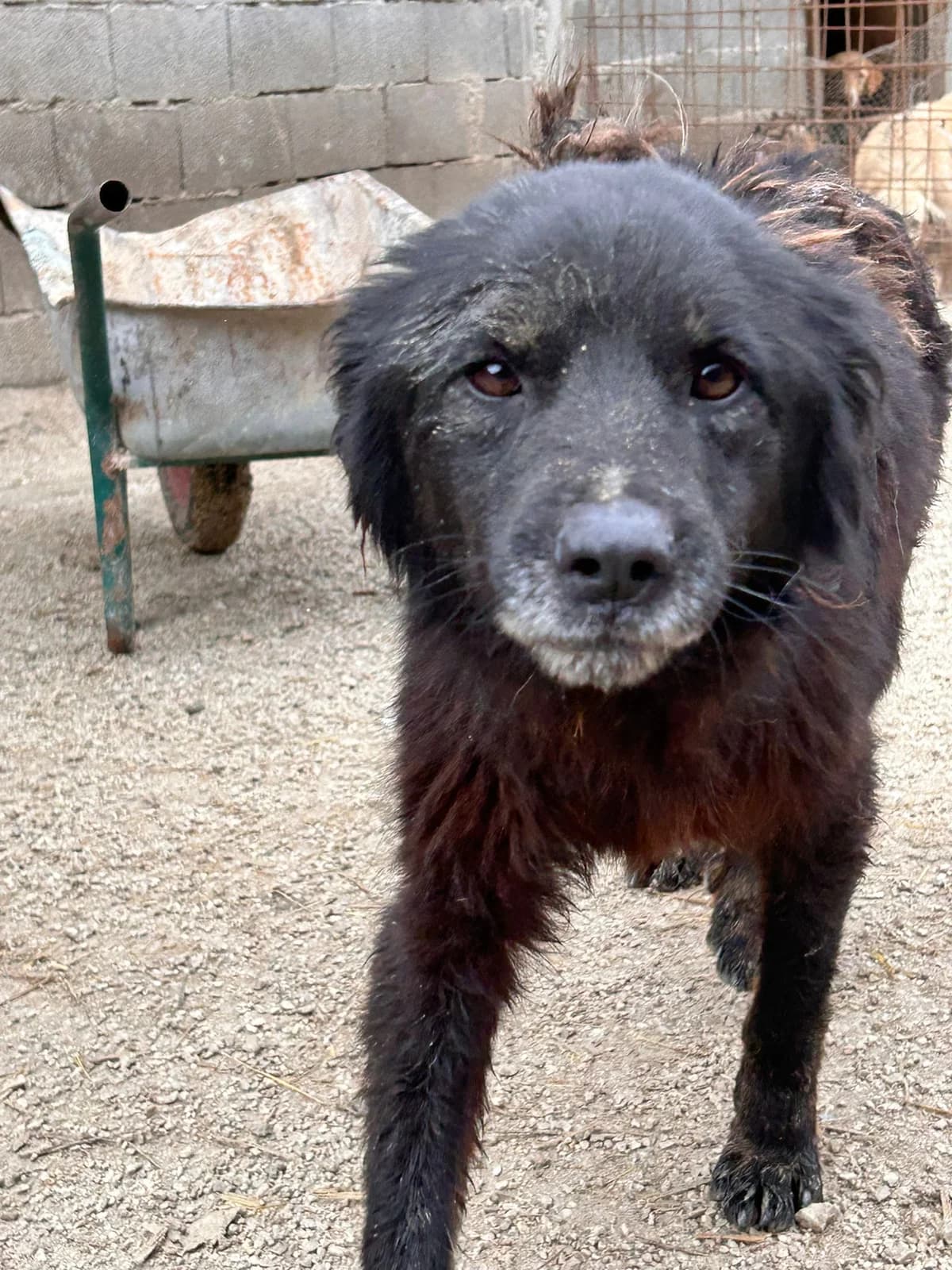 Laila, Mixed Breed for adoption at Save the Dogs BiH, Jajce