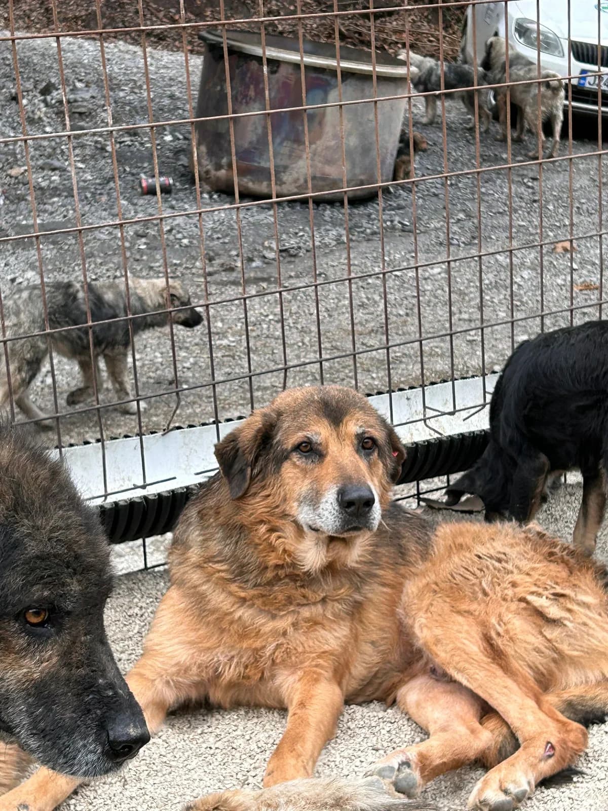 Viktor, Mixed Breed for adoption at Save the Dogs BiH, Jajce