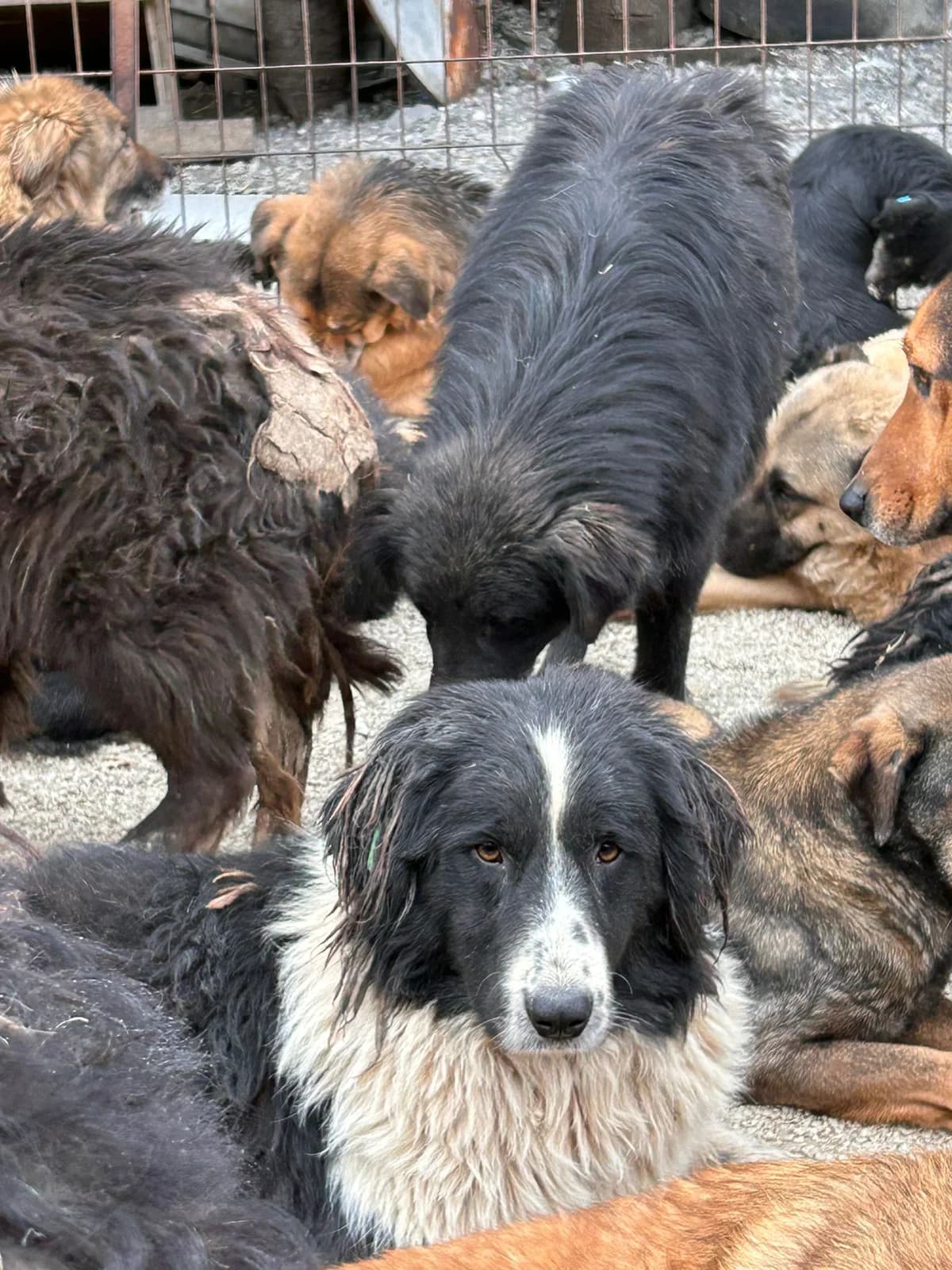Alvar, Mixed Breed for adoption at Save the Dogs BiH, Jajce