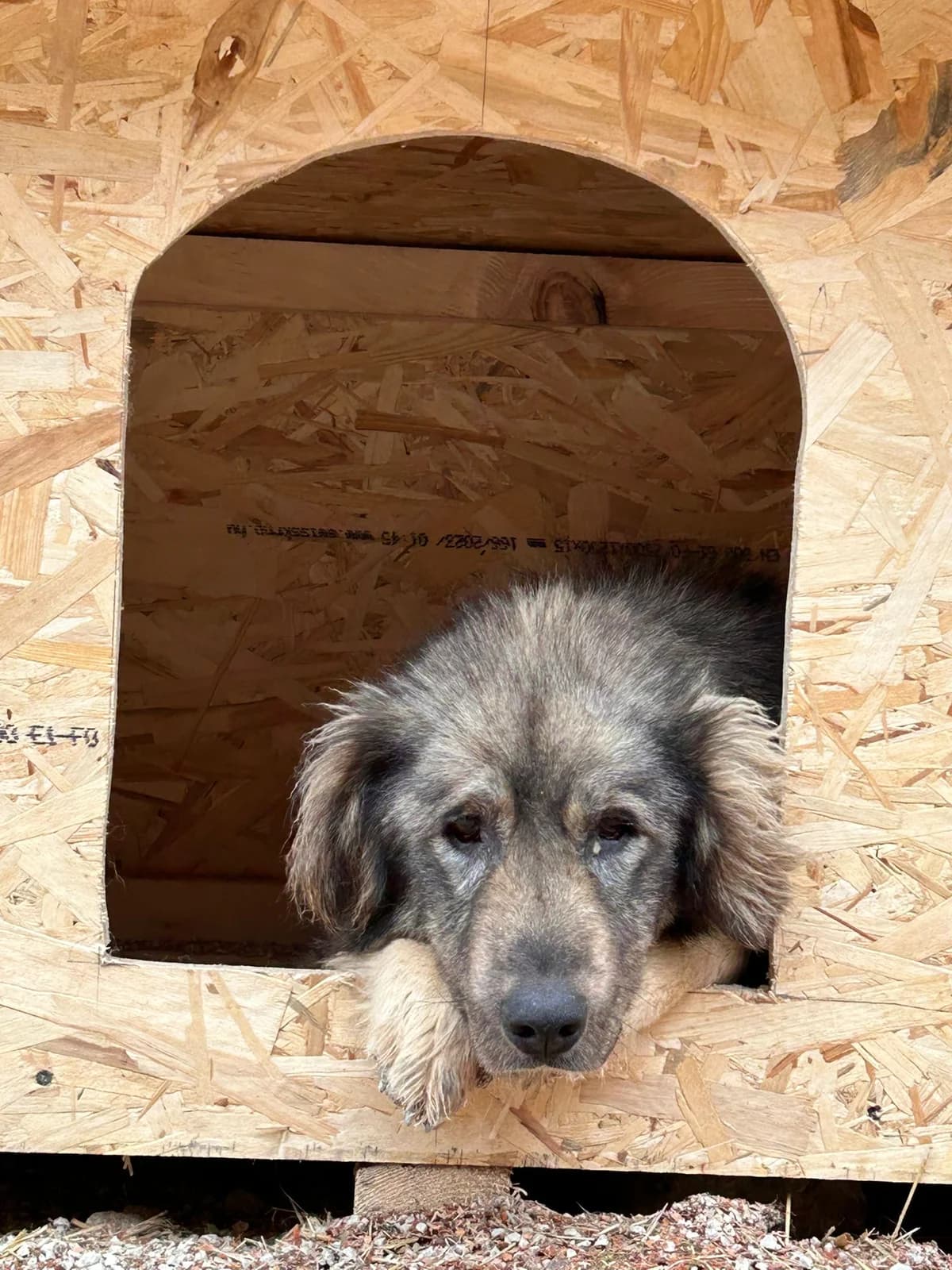 Willow, Mixed Breed for adoption at Save the Dogs BiH, Jajce