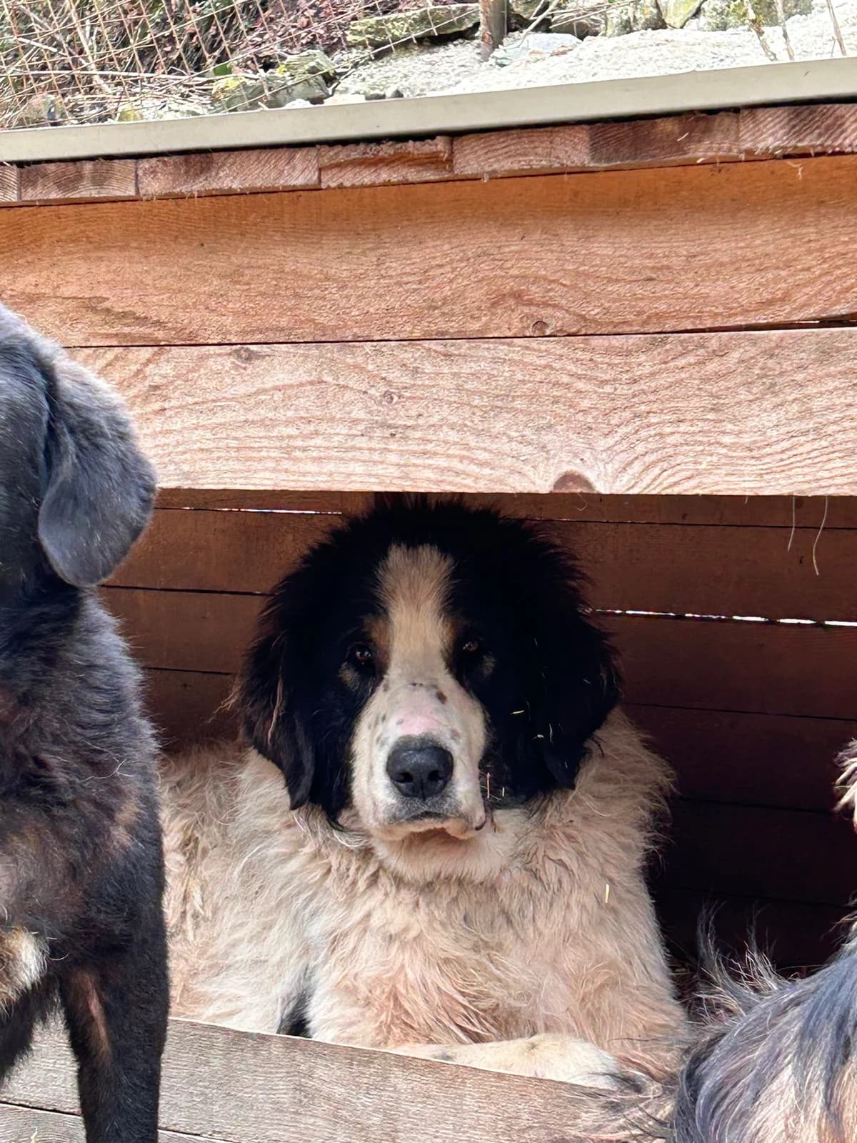 Yuna, Mixed Breed for adoption at Save the Dogs BiH, Jajce