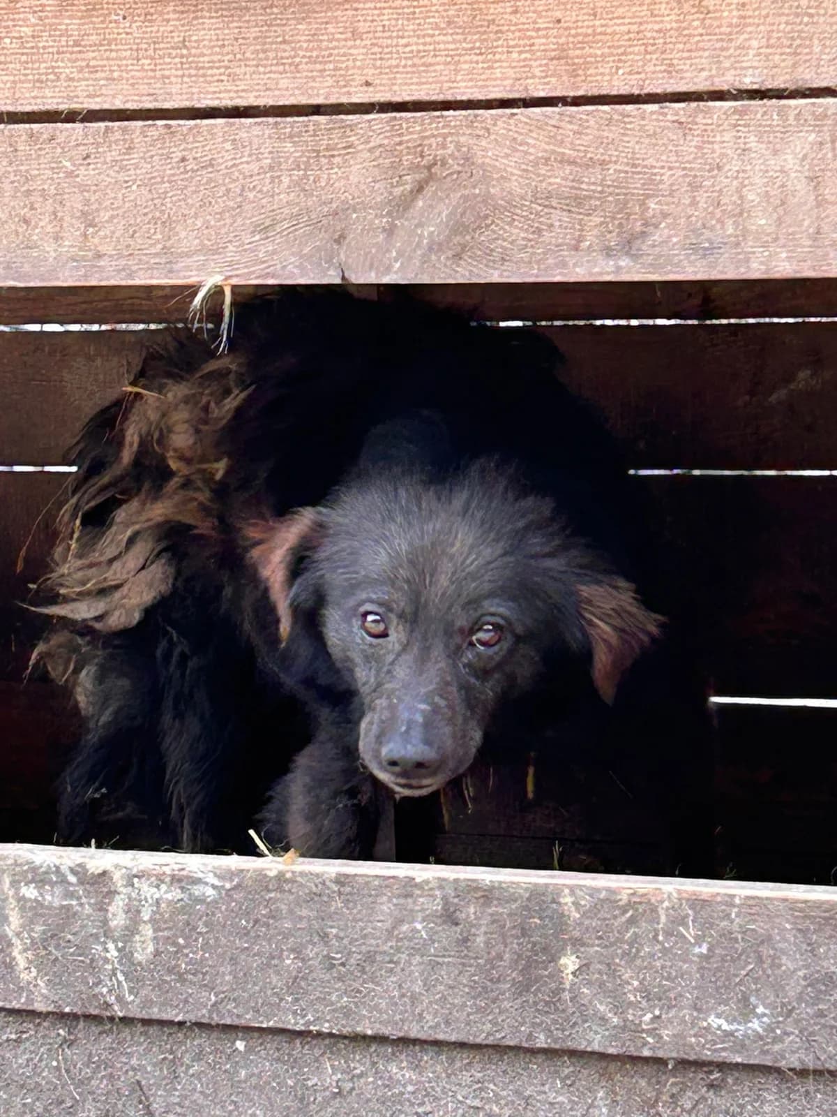 Esra, Mixed Breed for adoption at Save the Dogs BiH, Jajce