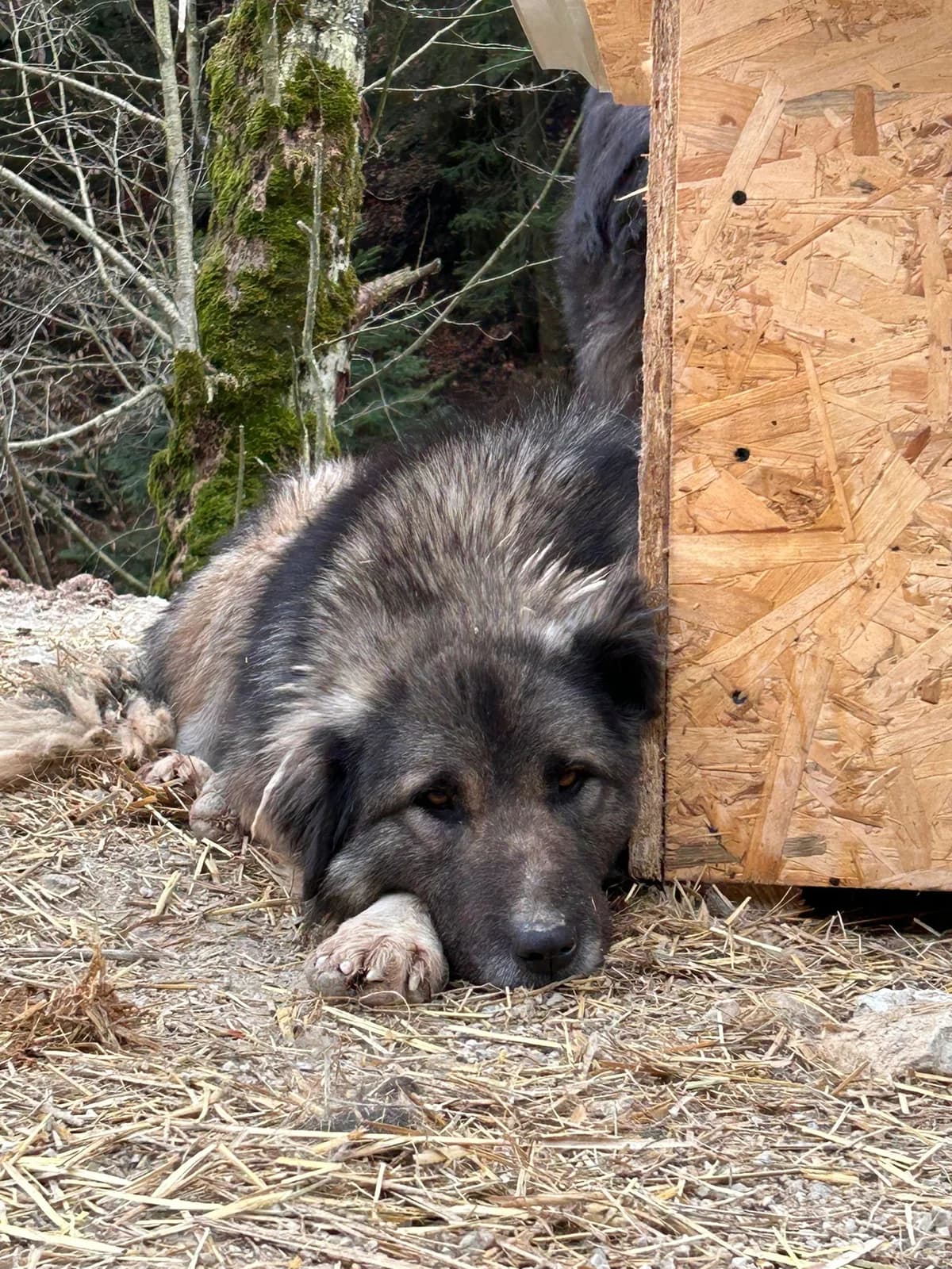 Riko, Mixed Breed for adoption at Save the Dogs BiH, Jajce