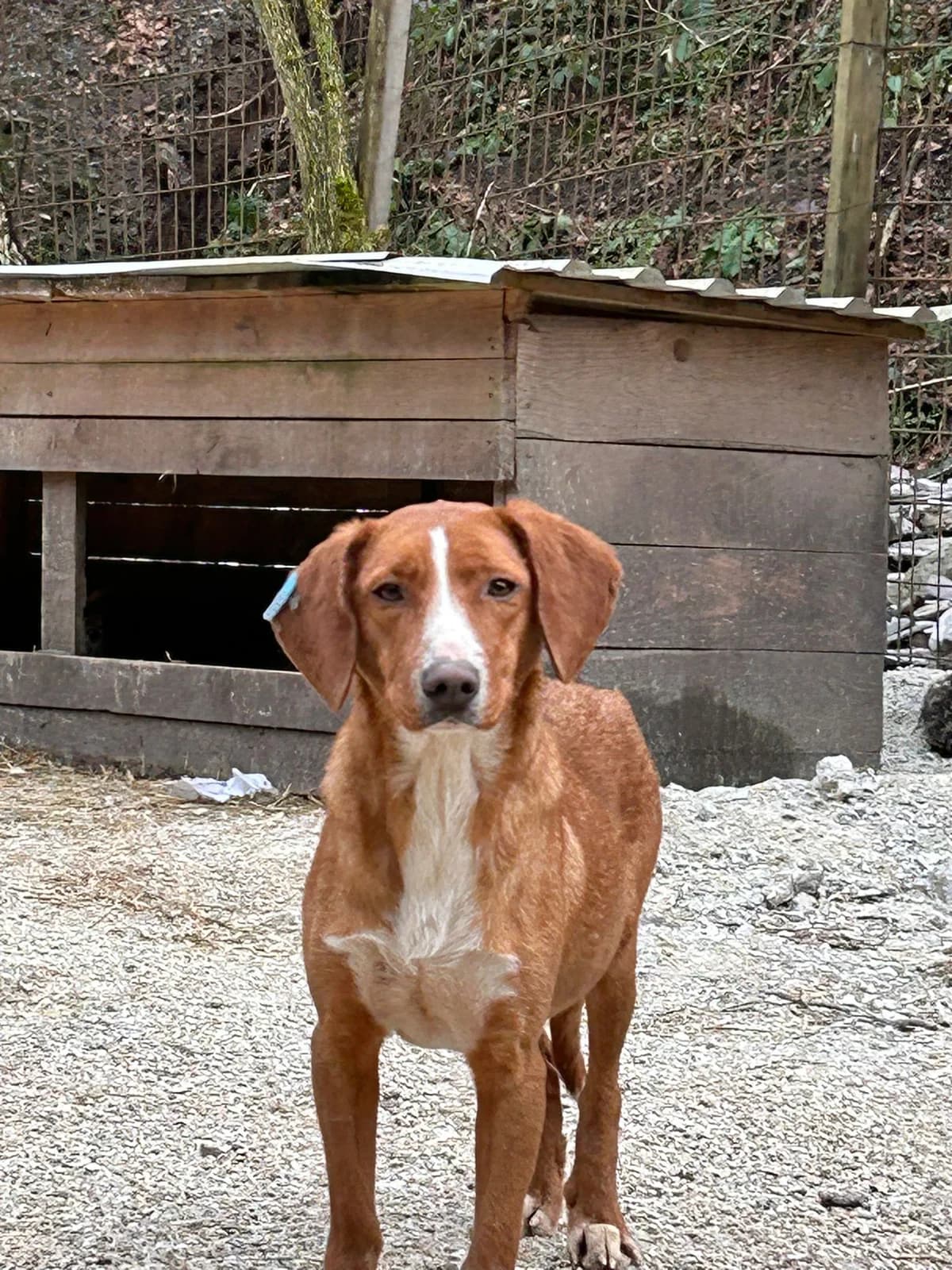 Arany, Mixed Breed for adoption at Save the Dogs BiH, Jajce