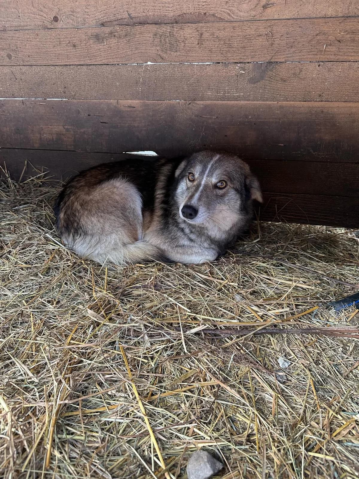 Wilma, Mixed Breed for adoption at Save the Dogs BiH, Jajce