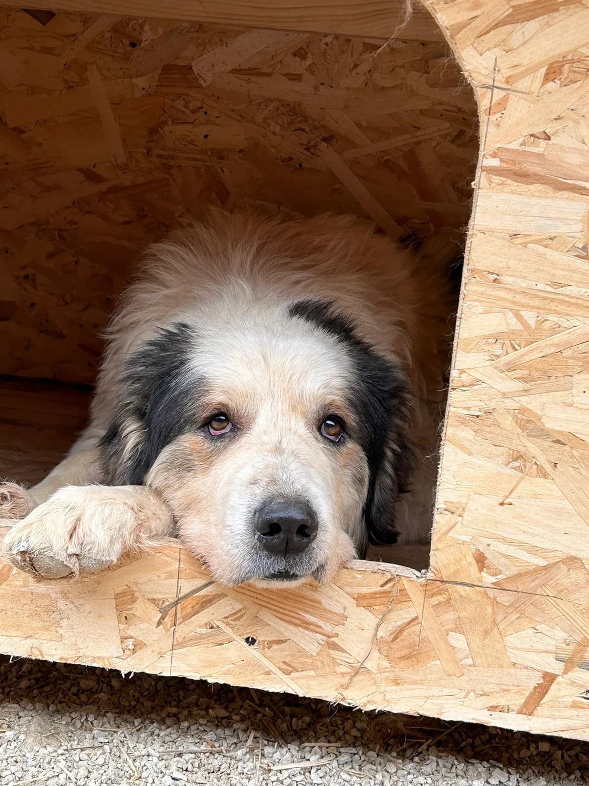 Drogon, Mixed Breed for adoption at Save the Dogs BiH, Jajce