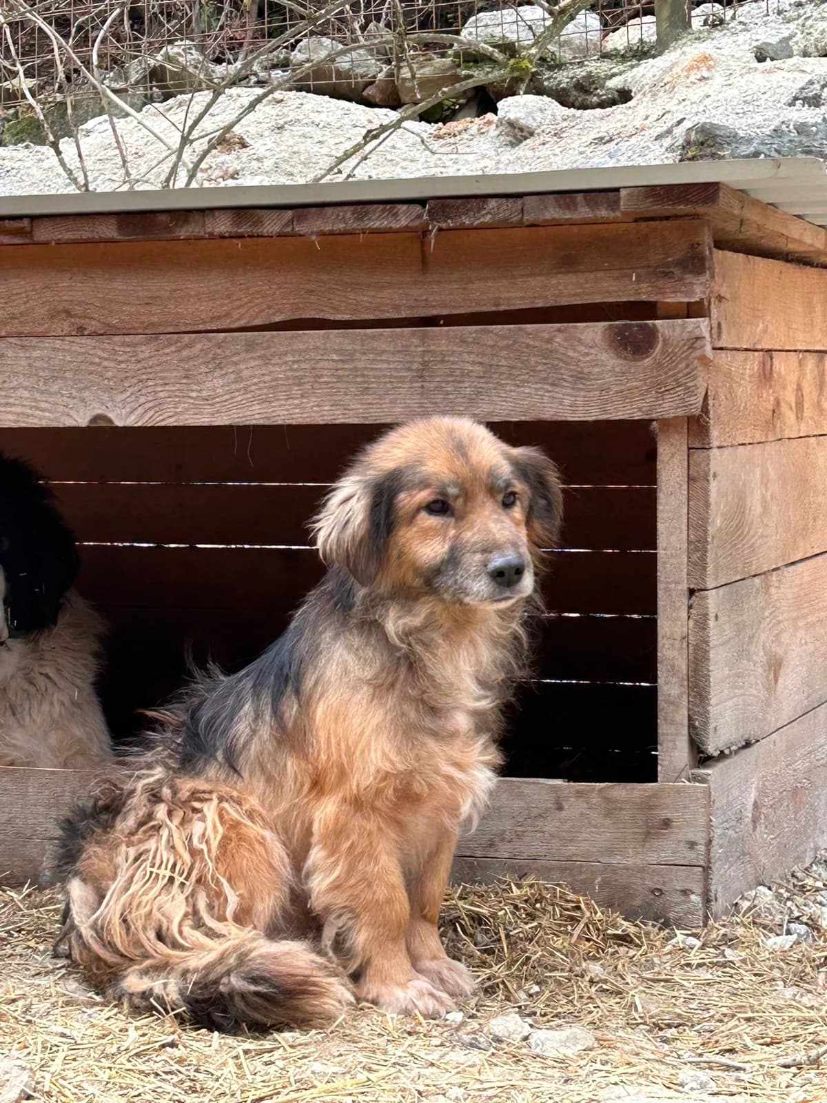 Bombay, Mixed Breed for adoption at Save the Dogs BiH, Jajce