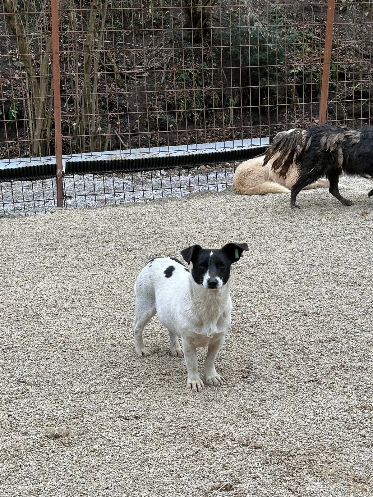 Bonny, Mixed Breed for adoption at Save the Dogs BiH, Jajce