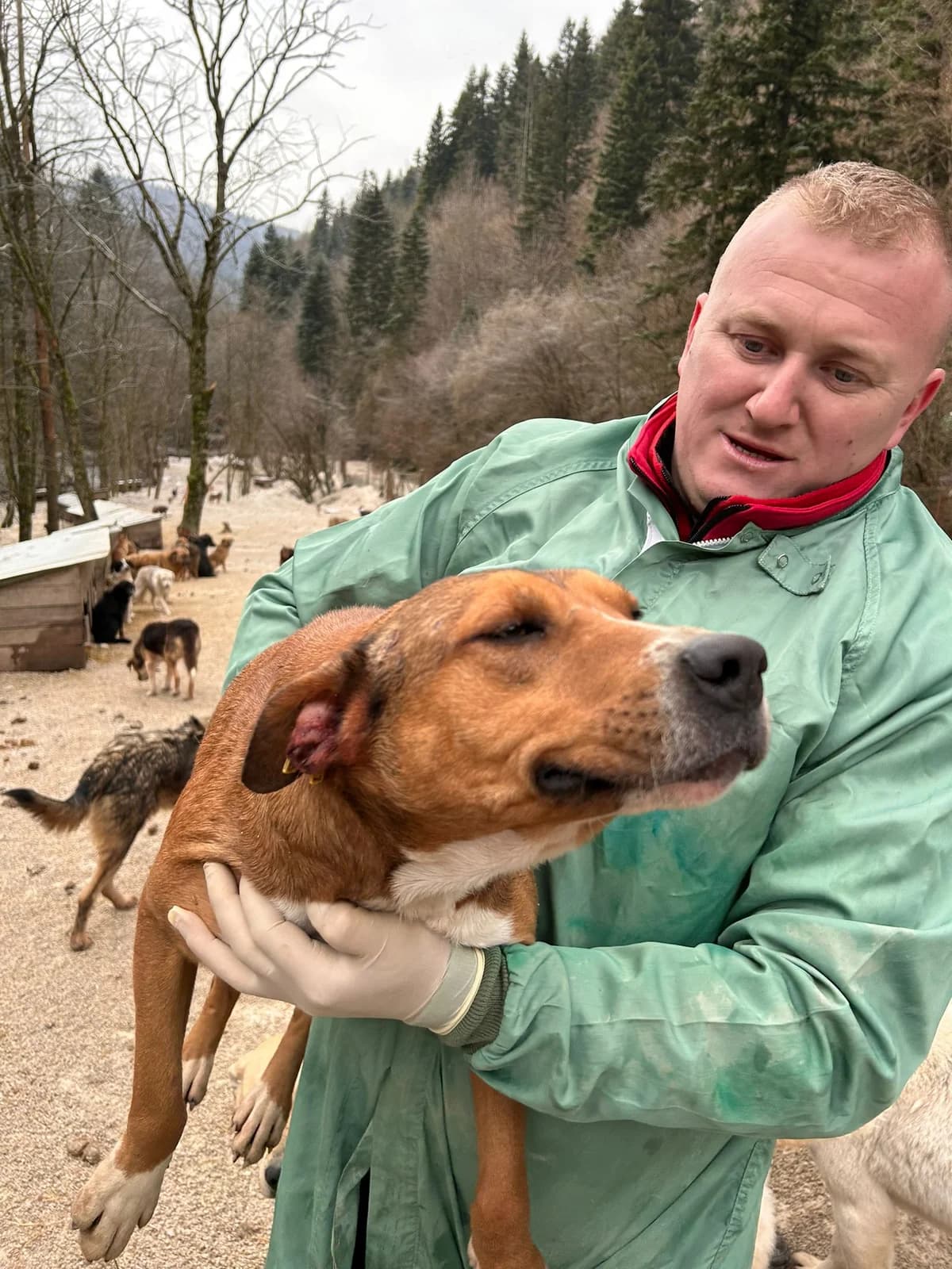 Waris, Mixed Breed for adoption at Save the Dogs BiH, Jajce
