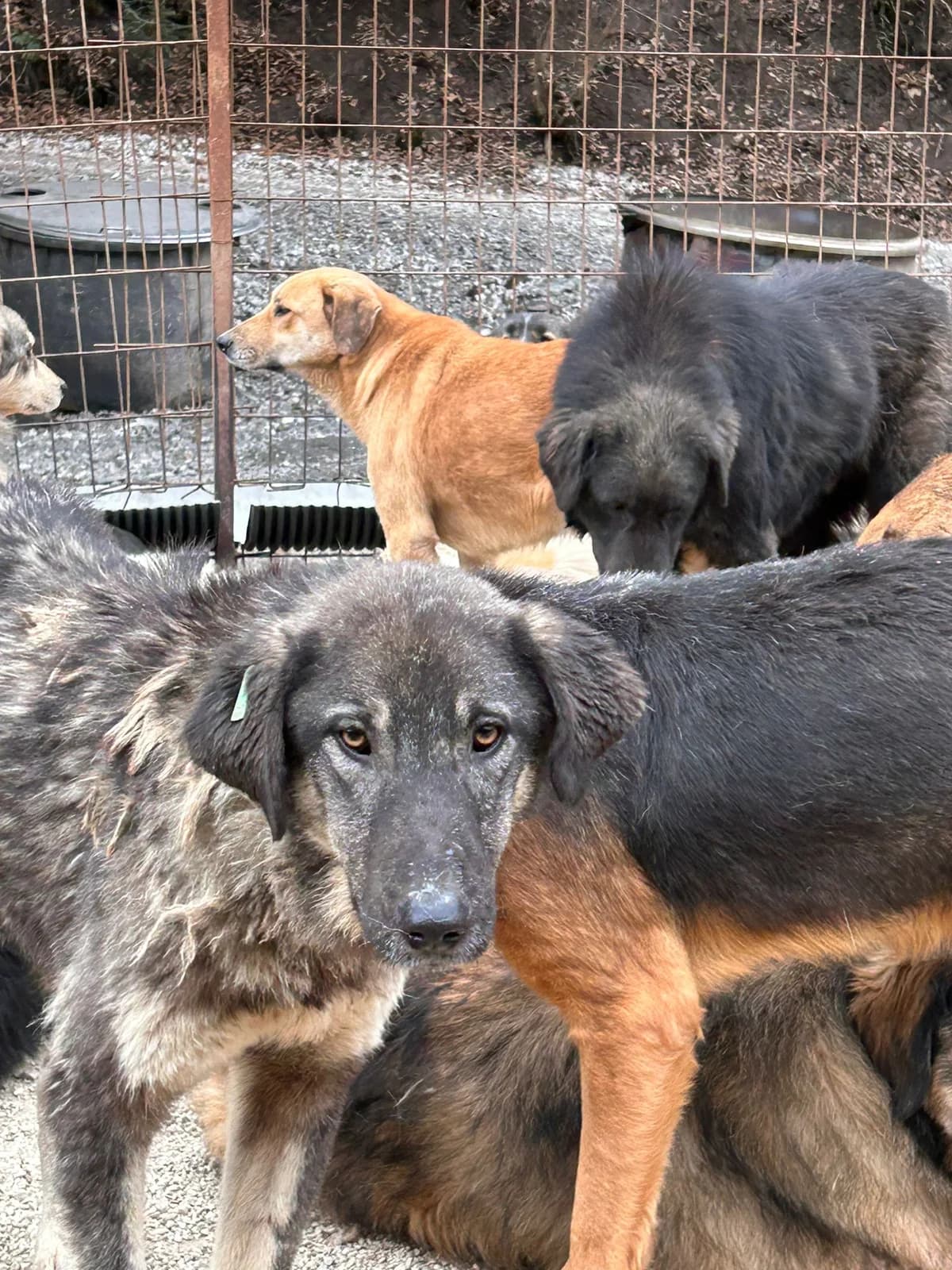 Tefta, Mixed Breed for adoption at Save the Dogs BiH, Jajce