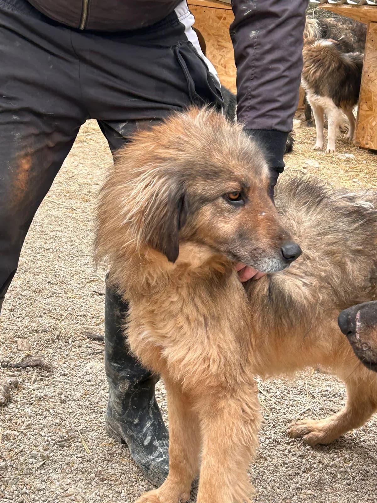 Kalani, Mixed Breed for adoption at Save the Dogs BiH, Jajce