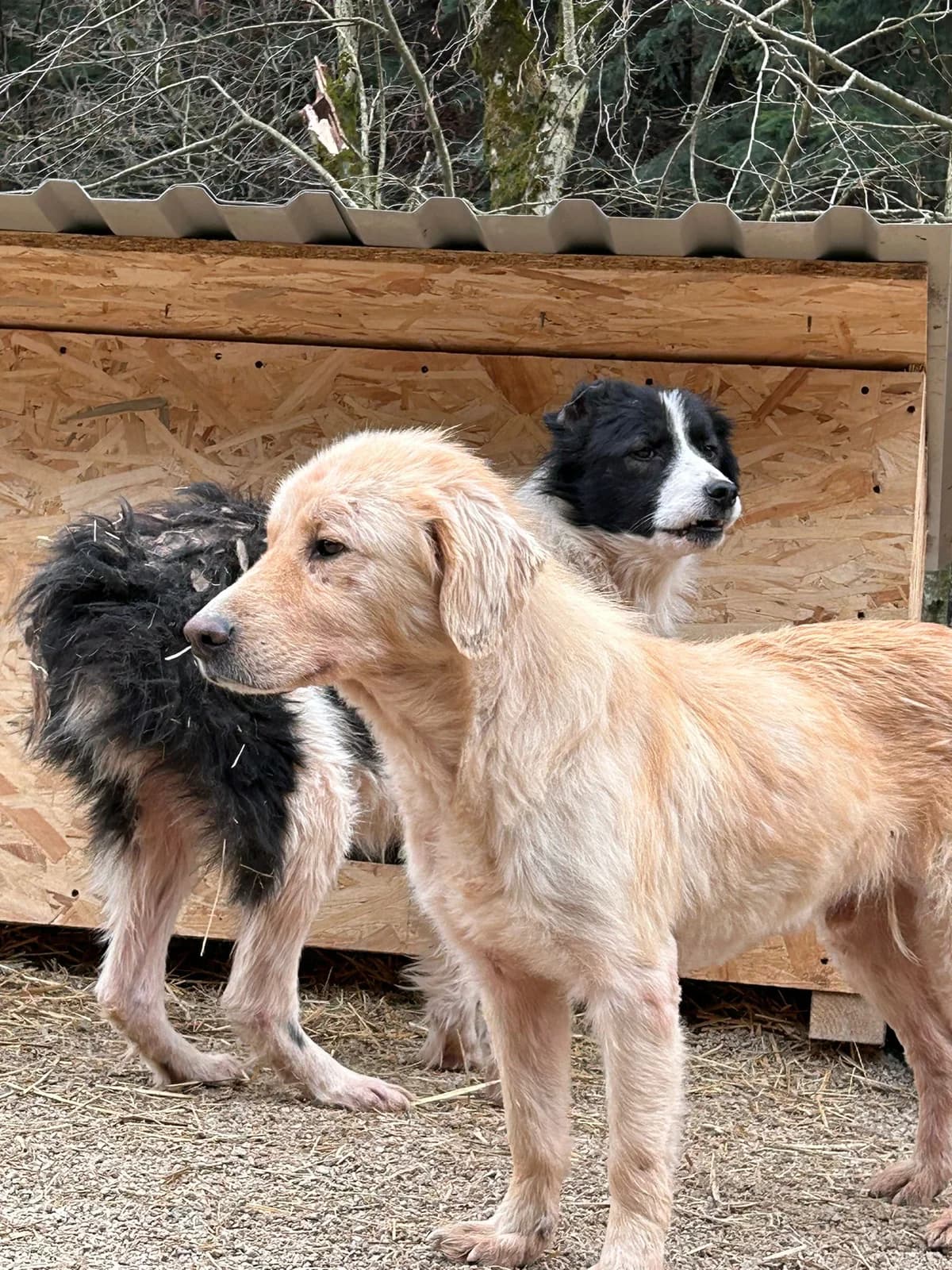 Caruso, Mixed Breed for adoption at Save the Dogs BiH, Jajce