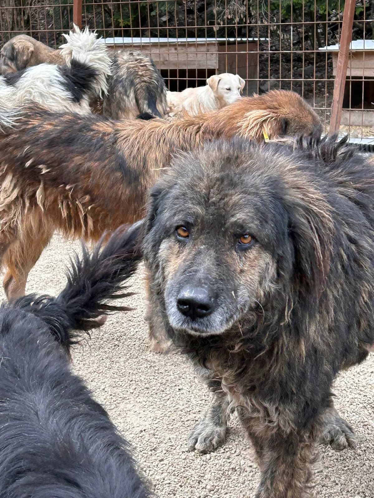 Jukka, Mixed Breed for adoption at Save the Dogs BiH, Jajce