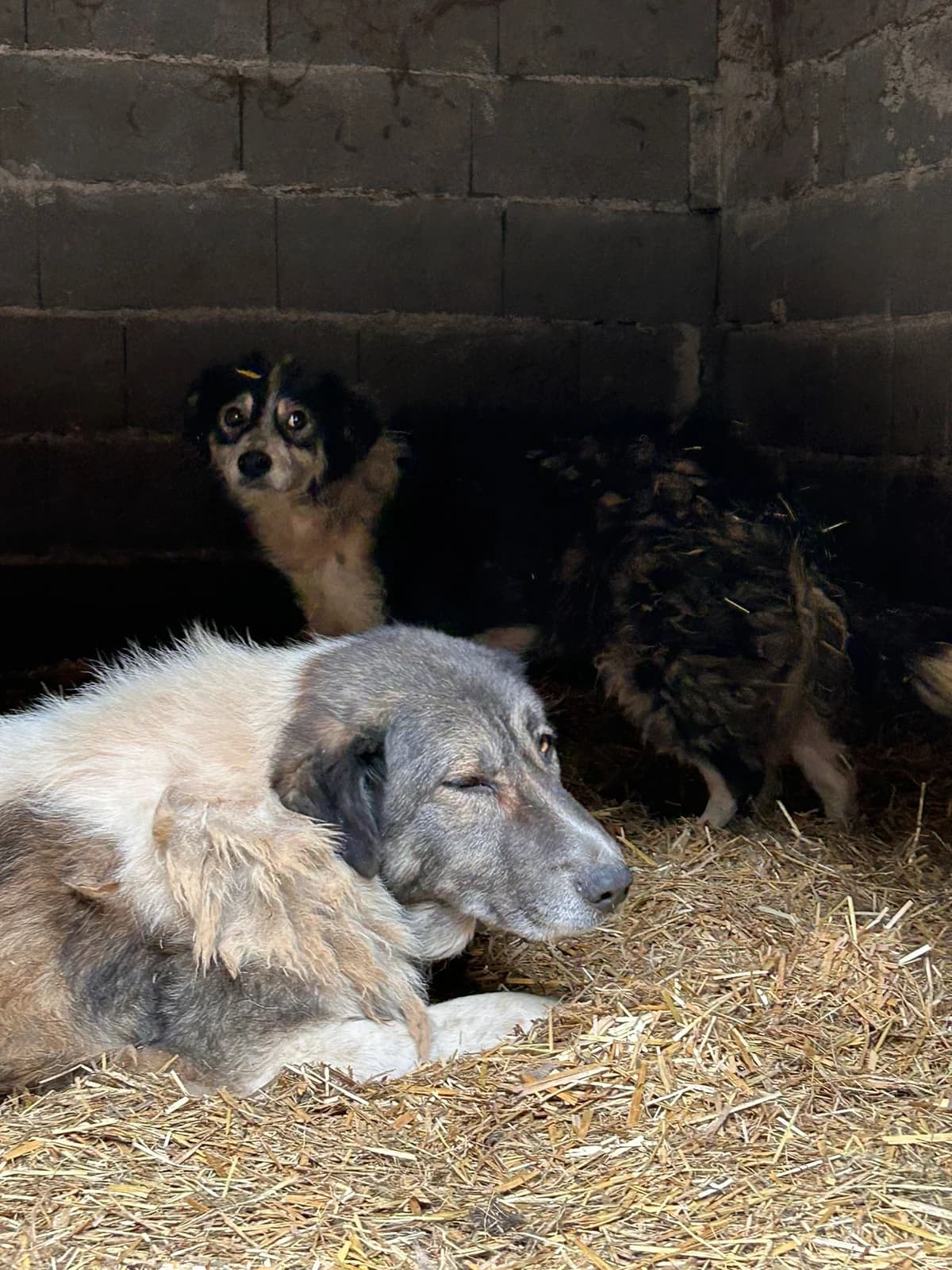 Sunna, Mixed Breed for adoption at Save the Dogs BiH, Jajce