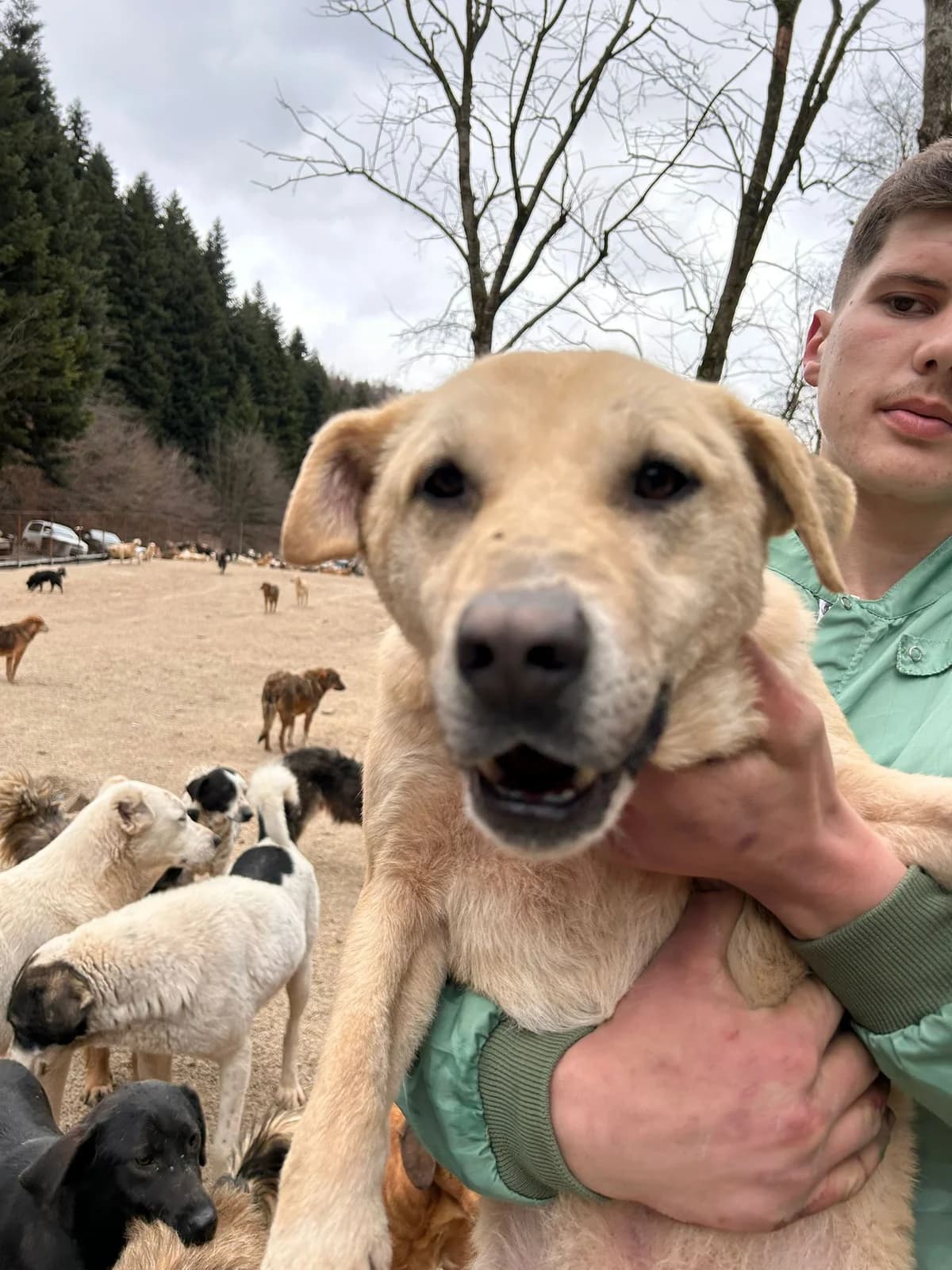 Alba, Mixed Breed for adoption at Save the Dogs BiH, Jajce