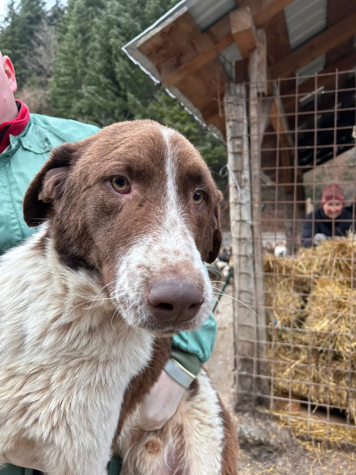 Balu, Mixed Breed for adoption at Save the Dogs BiH, Jajce