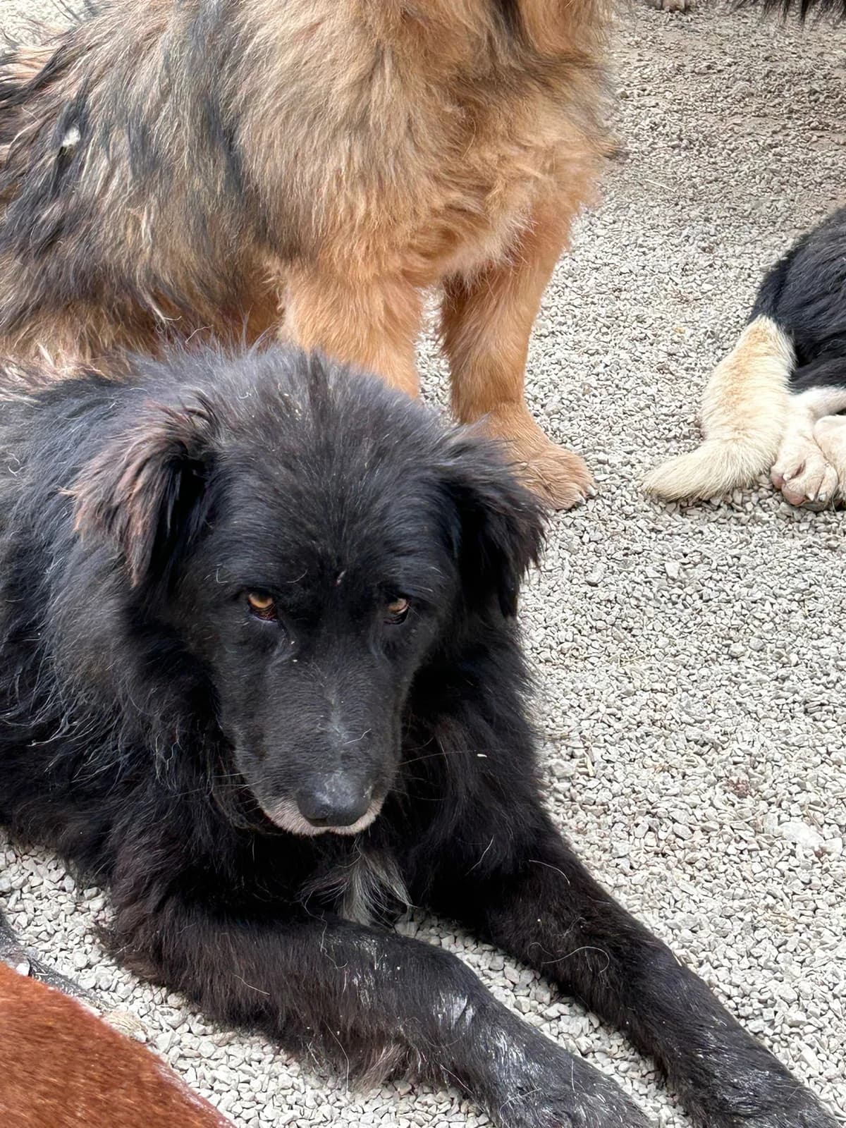 Aimรฉe, Mixed Breed for adoption at Save the Dogs BiH, Jajce