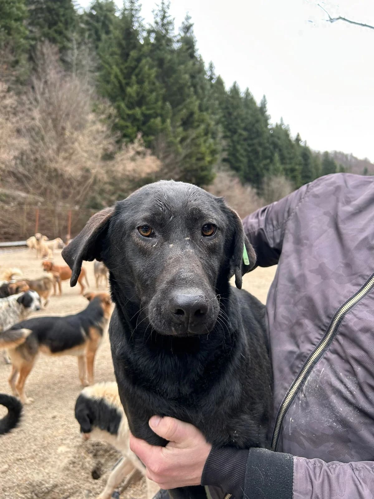 Billy, Mixed Breed for adoption at Save the Dogs BiH, Jajce